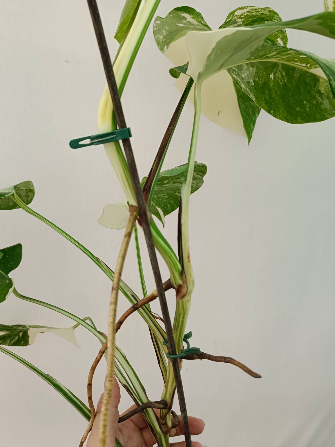 Monstera Albo Variegata