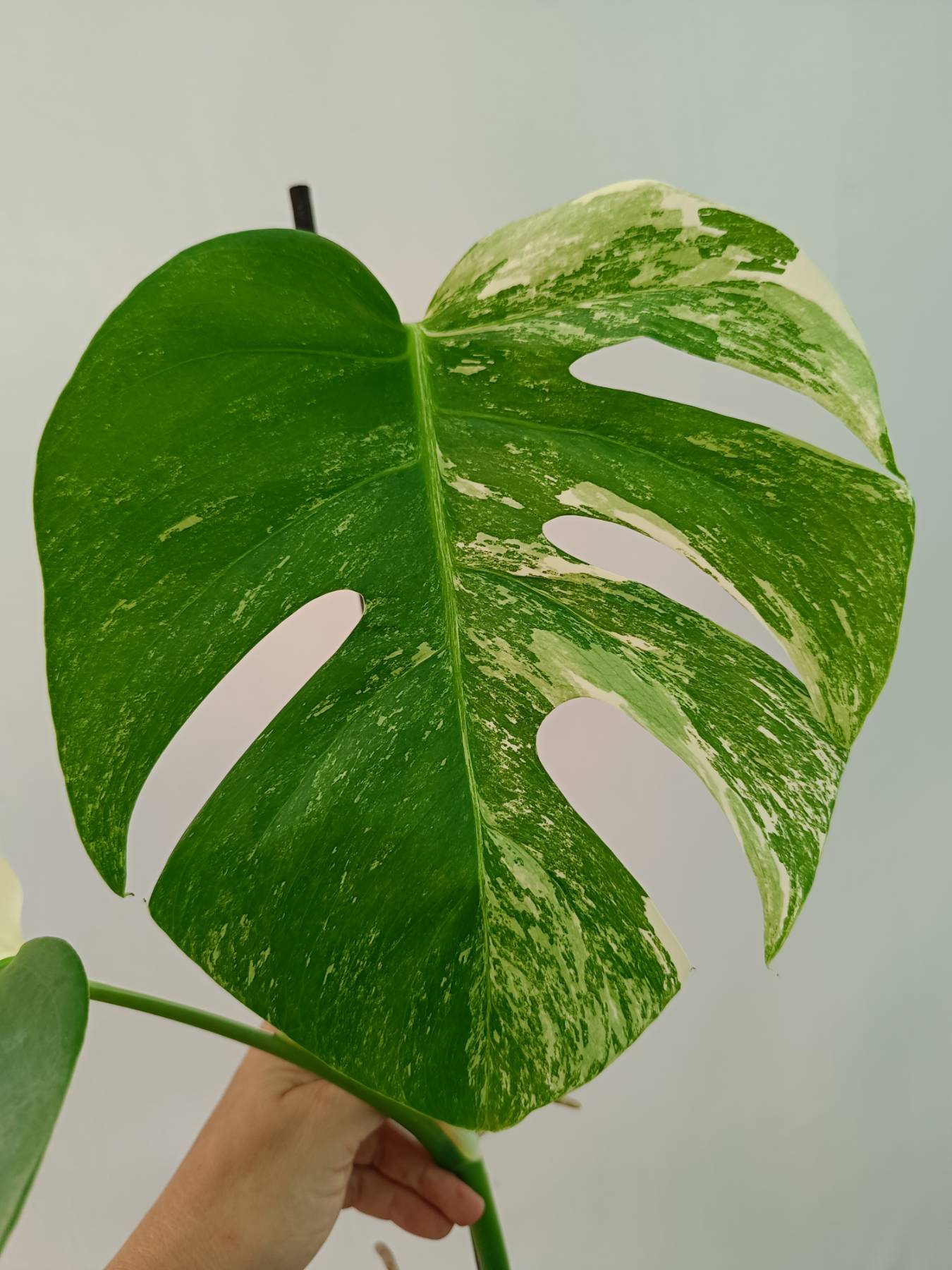 Monstera Albo Variegata