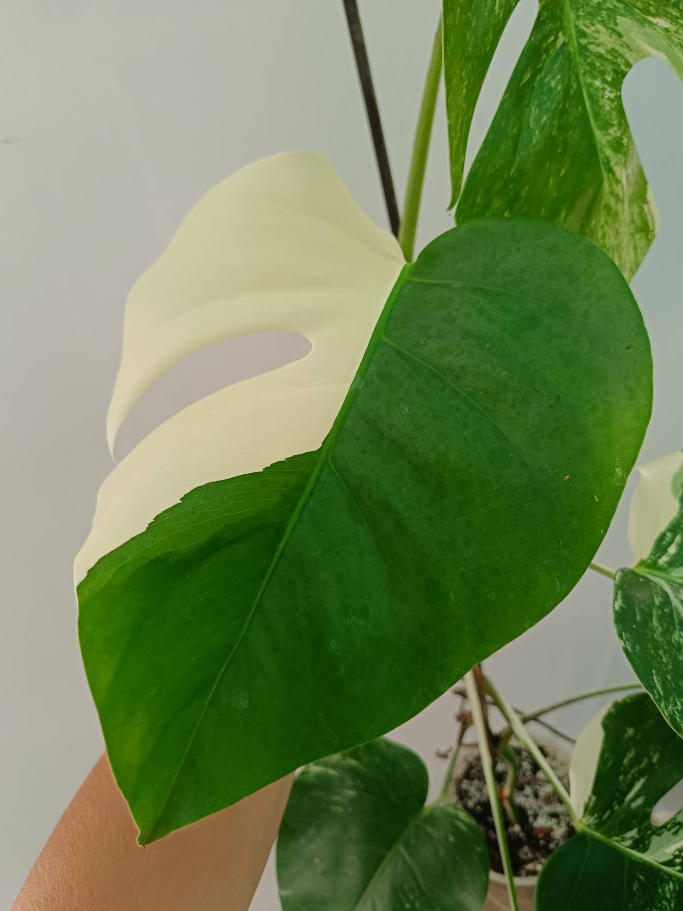Monstera Albo Variegata