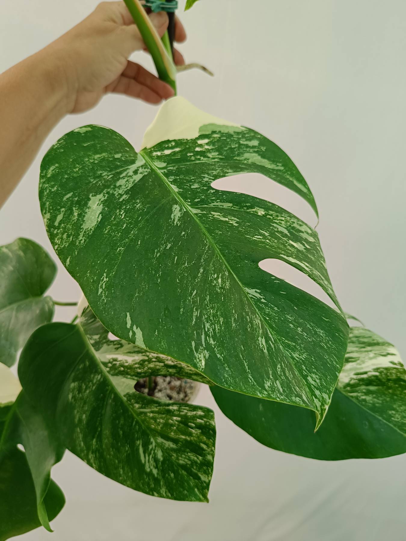 Monstera Albo Variegata