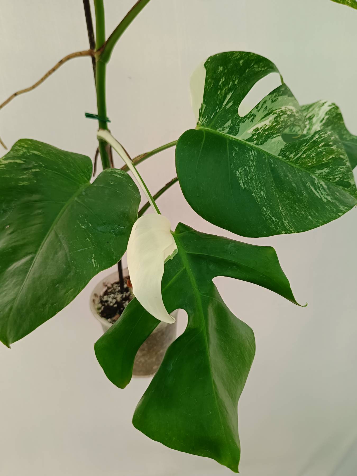 Monstera Albo Variegata