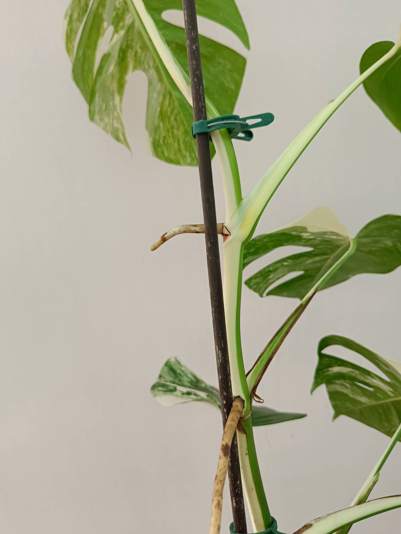 Monstera Albo Variegata