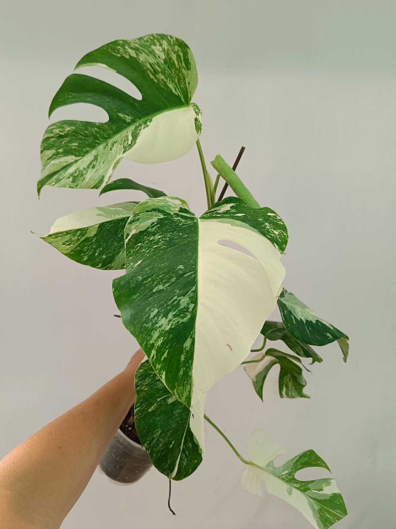 Monstera Albo Variegata