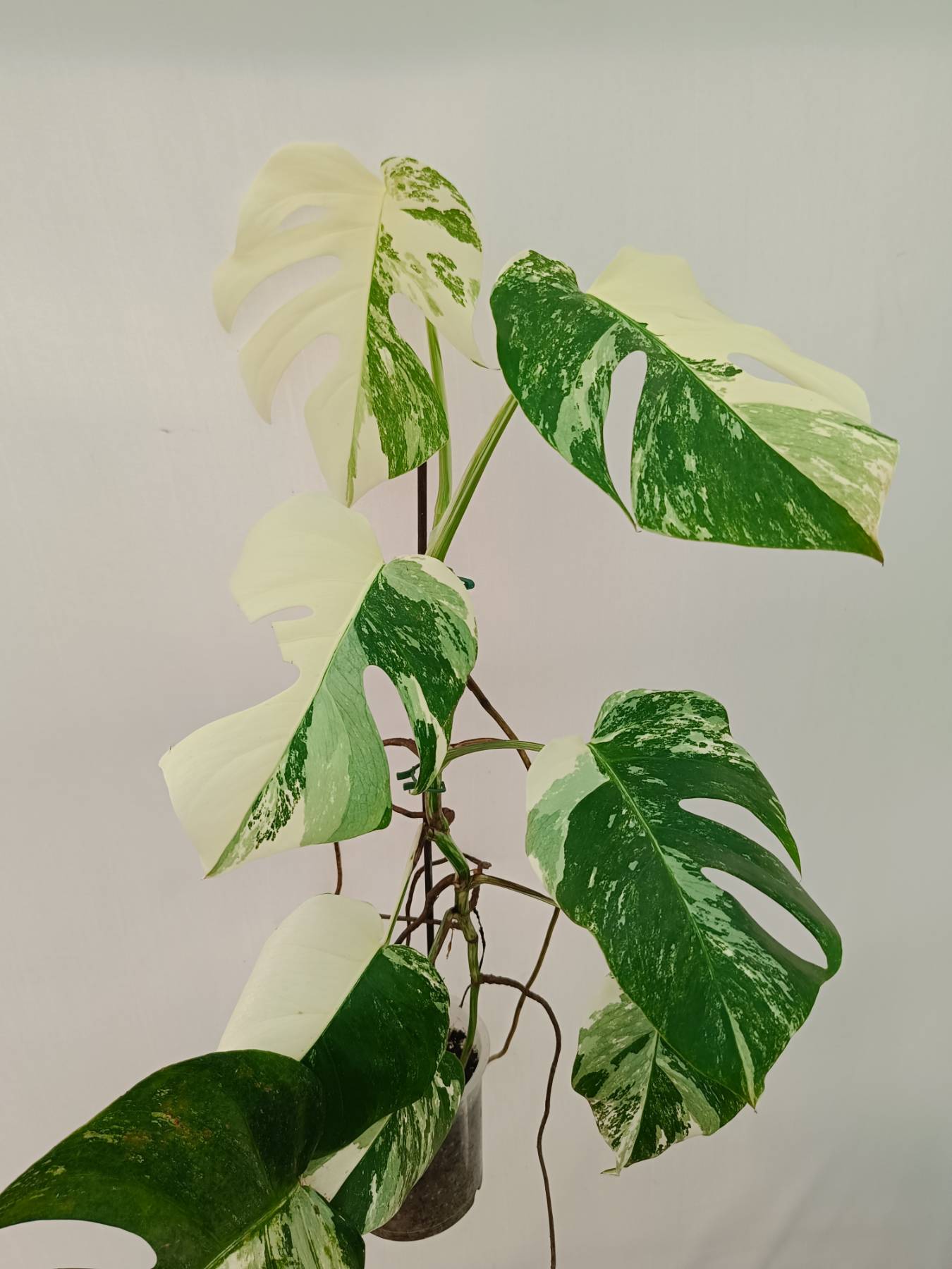 Monstera Albo Variegata