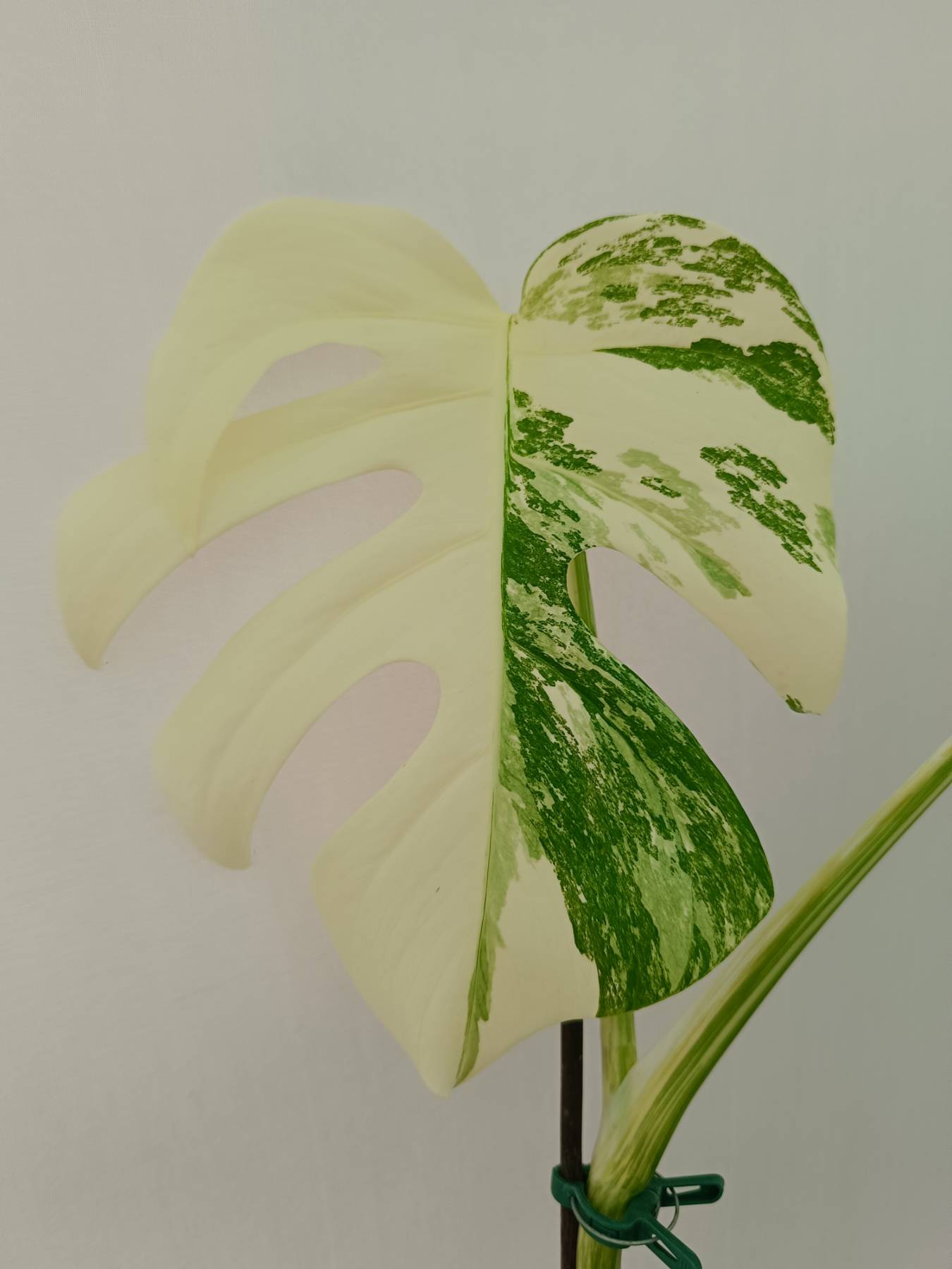 Monstera Albo Variegata