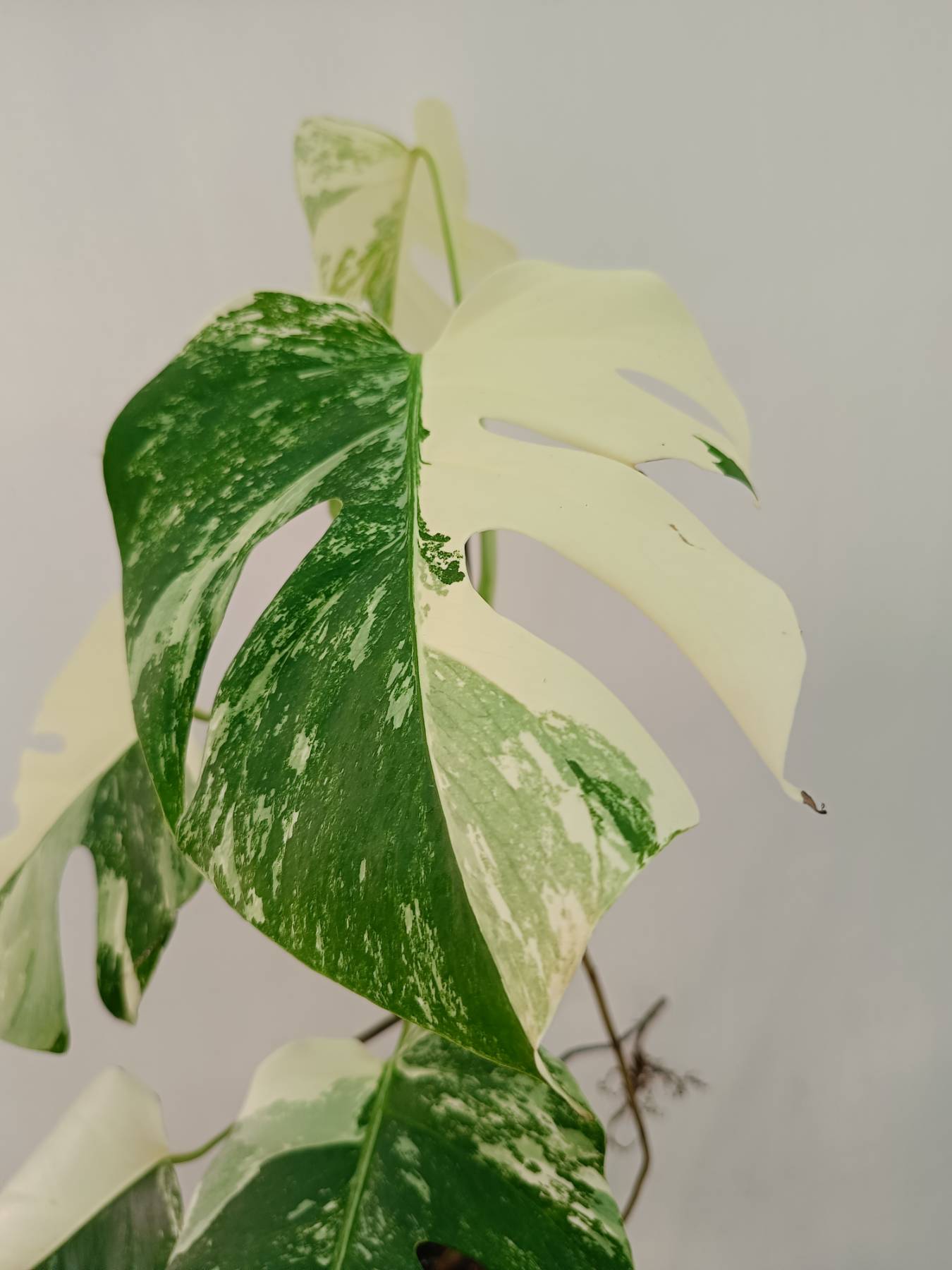 Monstera Albo Variegata