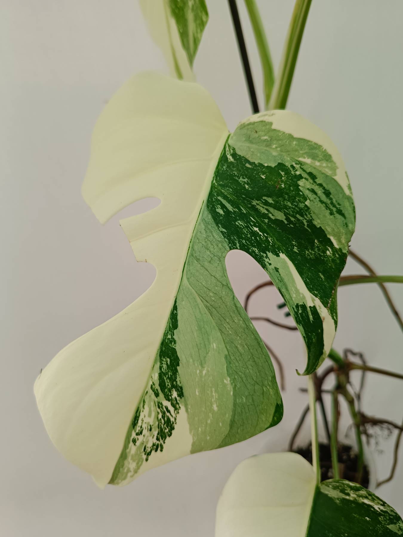 Monstera Albo Variegata
