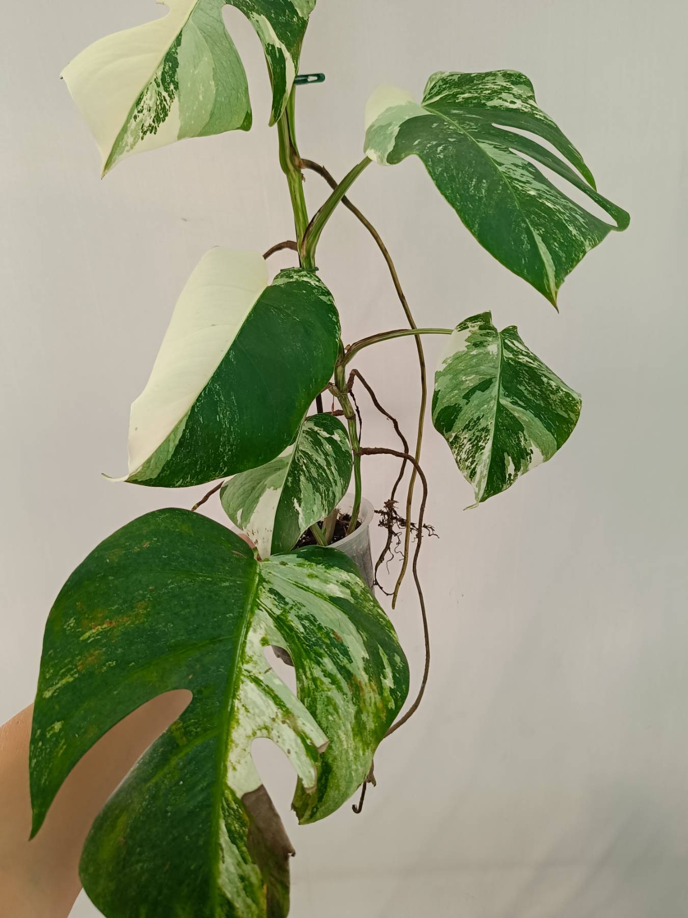 Monstera Albo Variegata