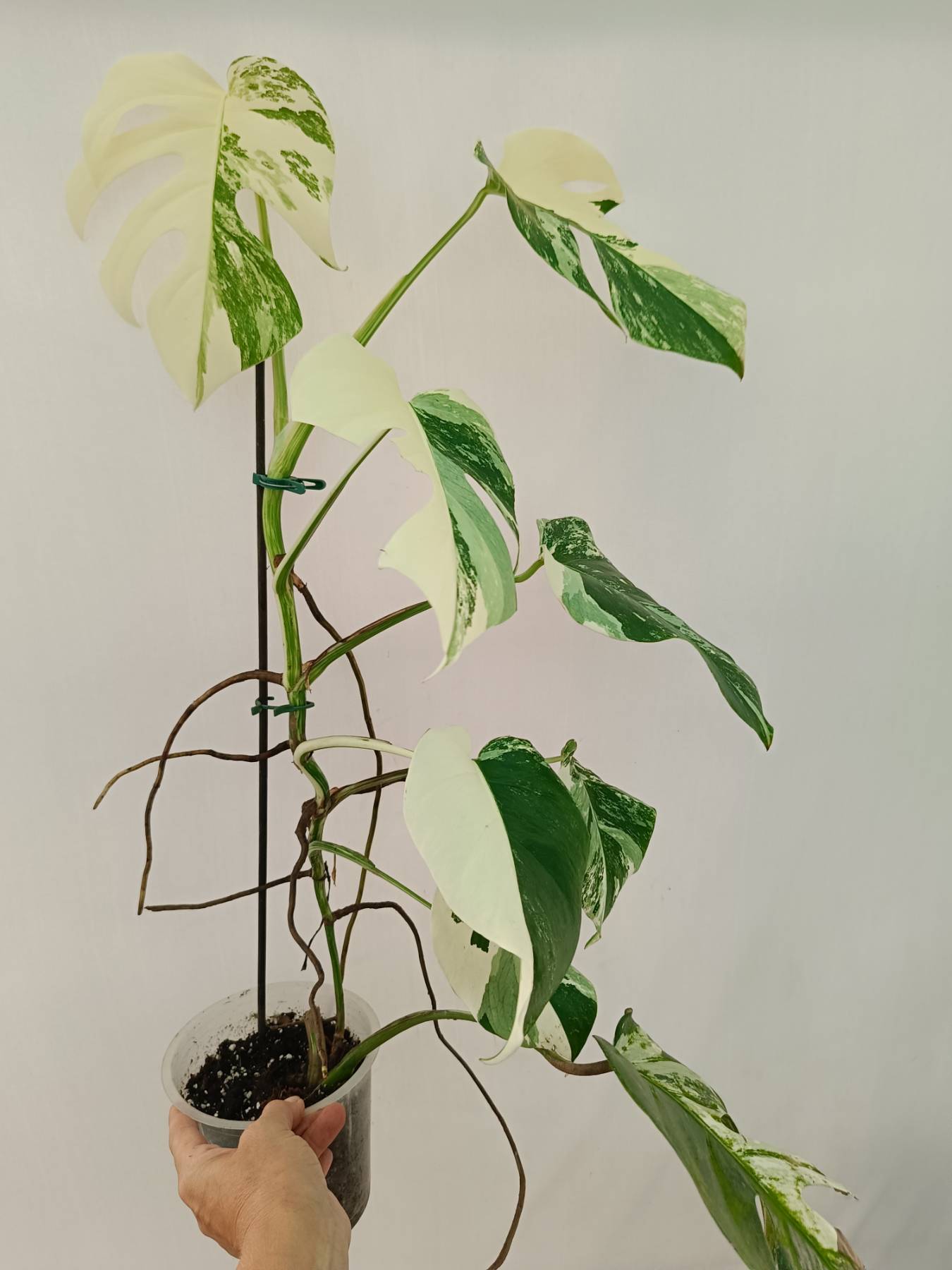 Monstera Albo Variegata