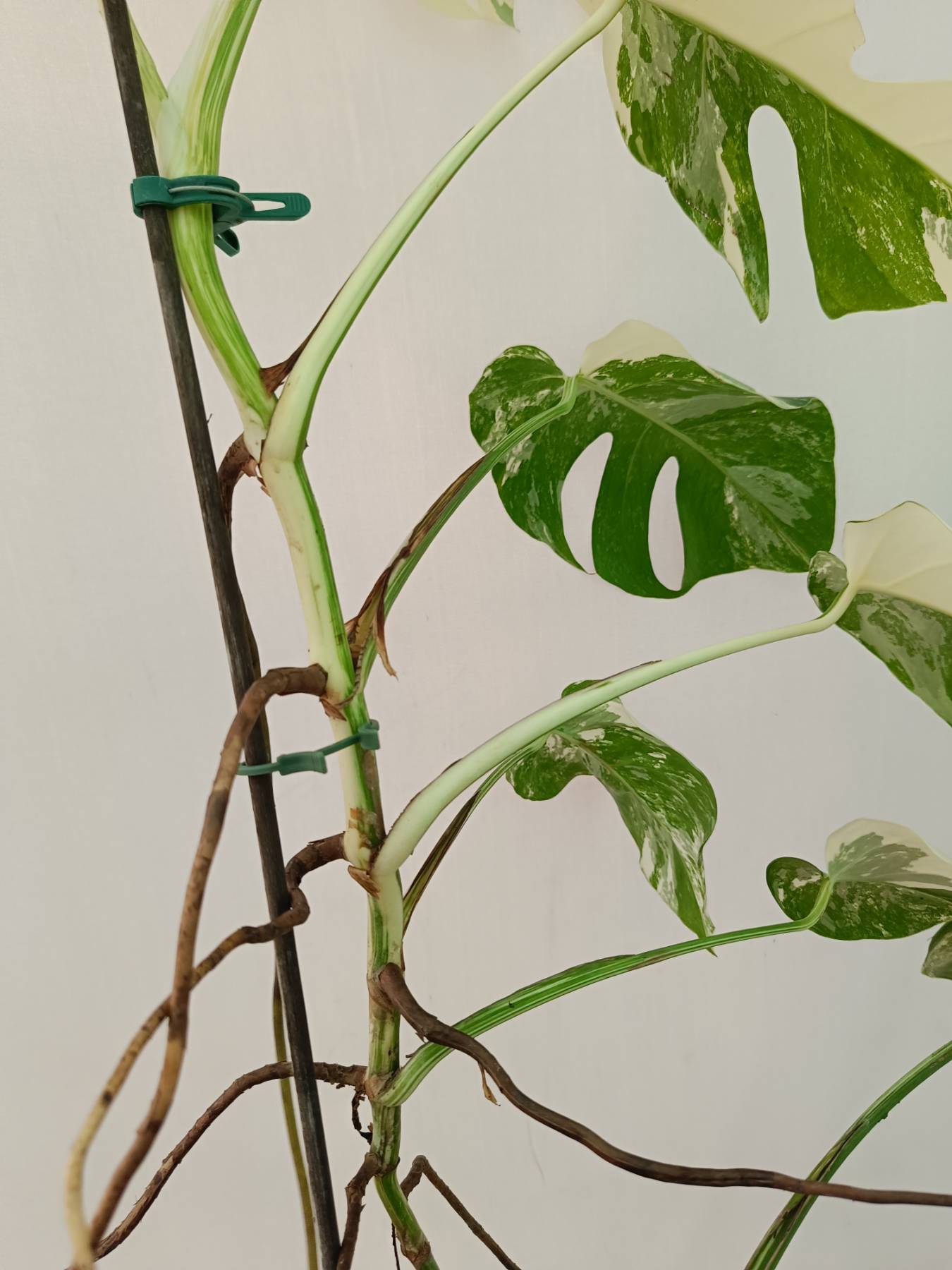 Monstera Albo Variegata