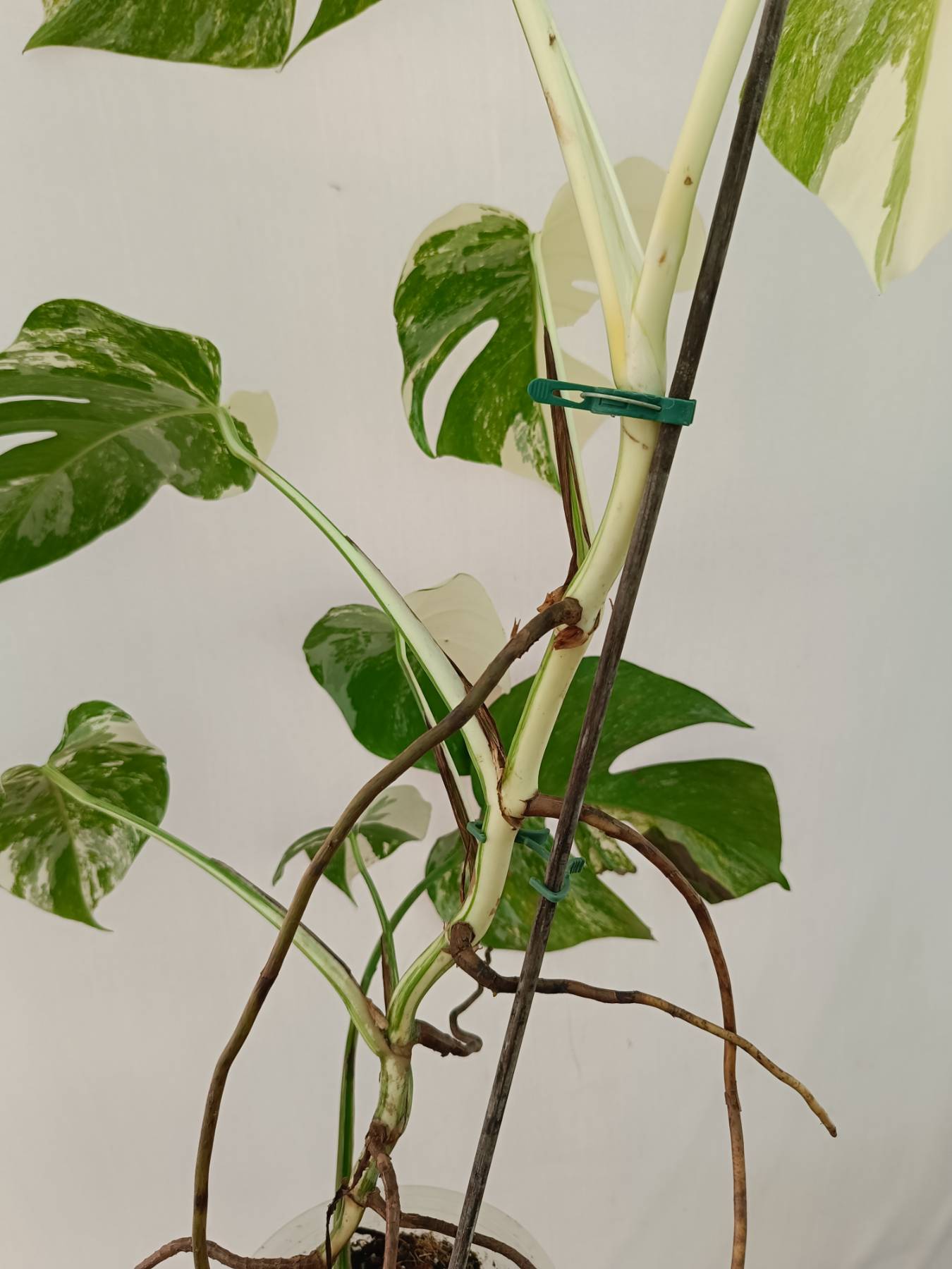Monstera Albo Variegata