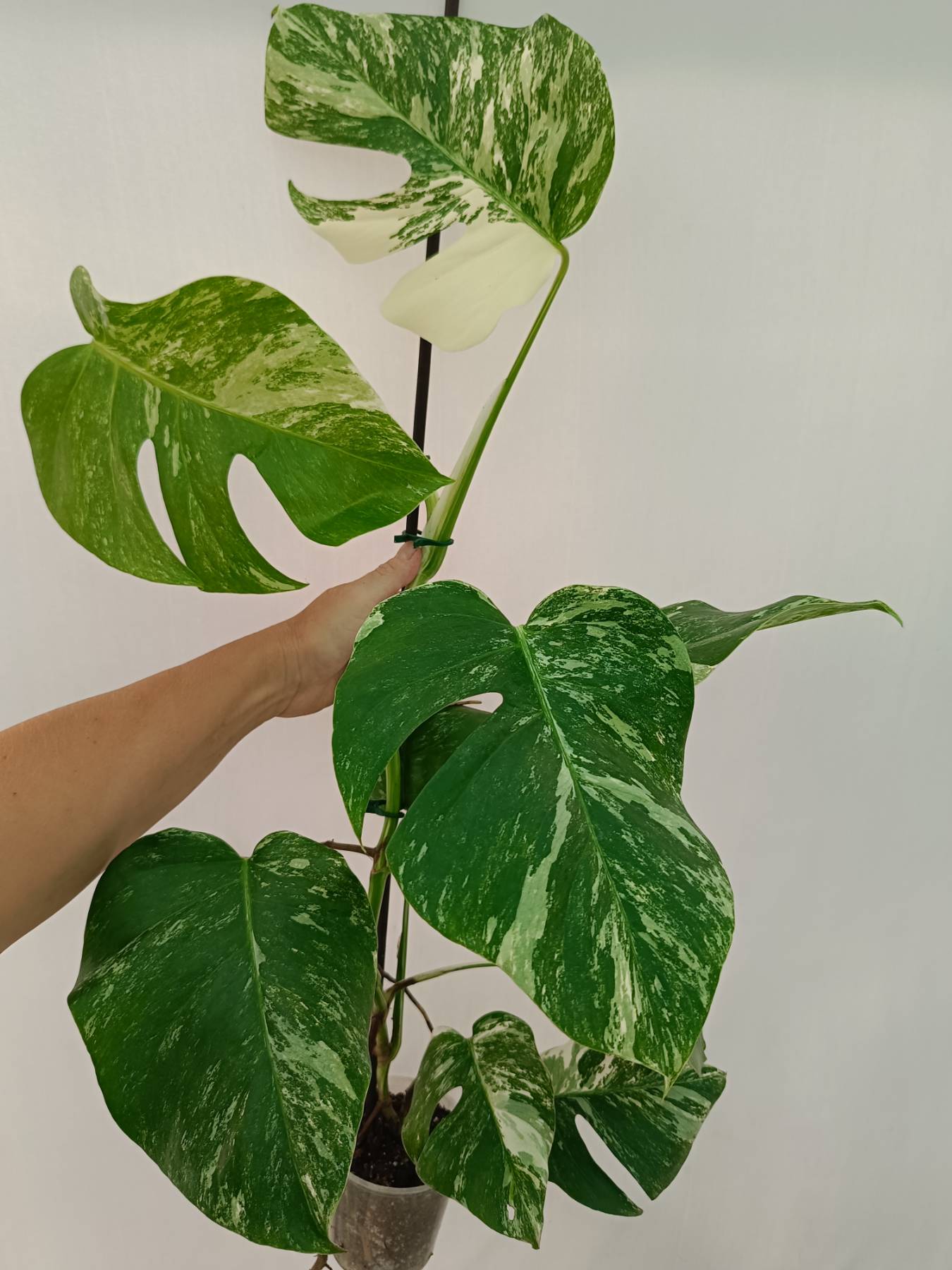 Monstera Albo Variegata
