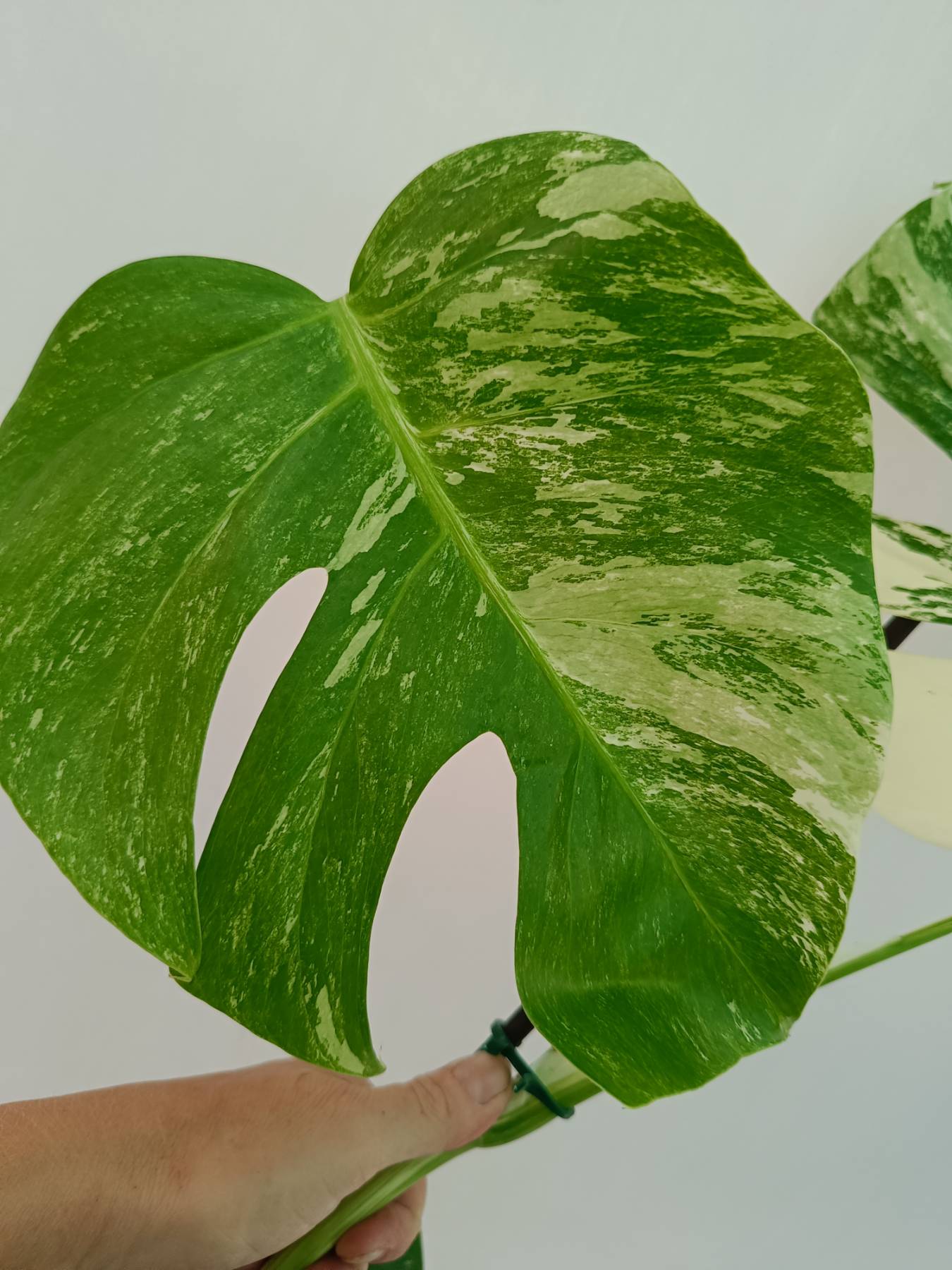 Monstera Albo Variegata