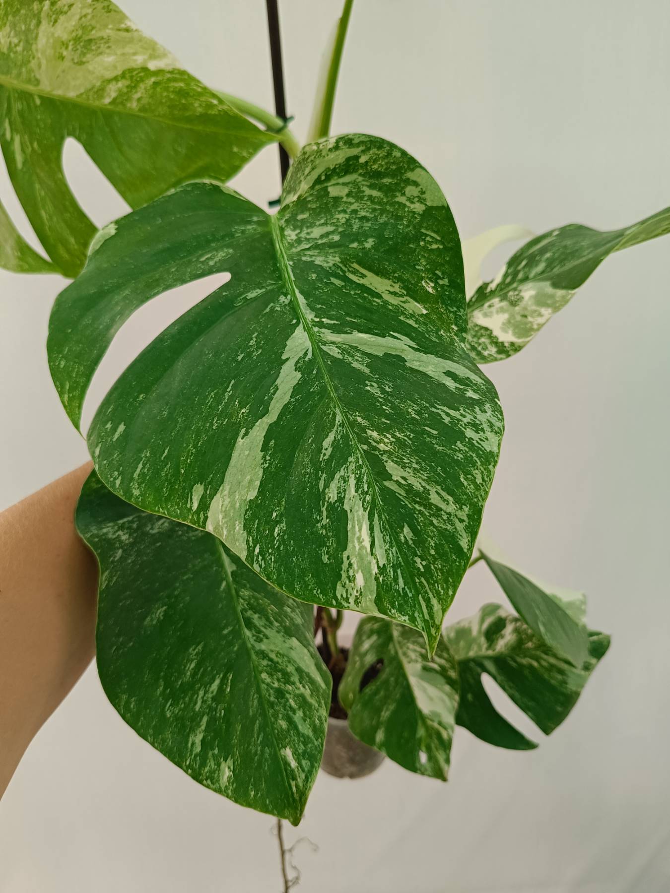Monstera Albo Variegata
