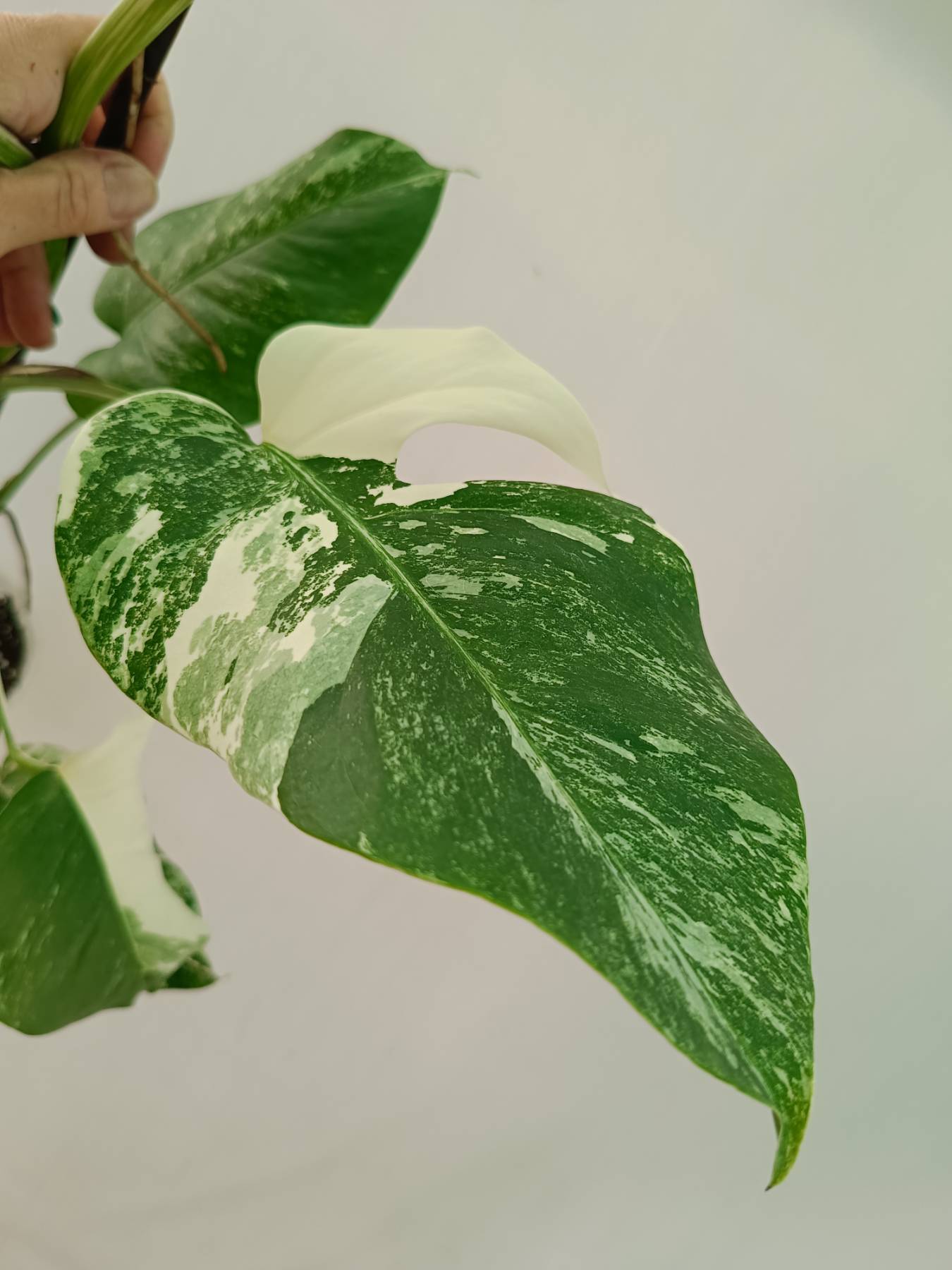 Monstera Albo Variegata