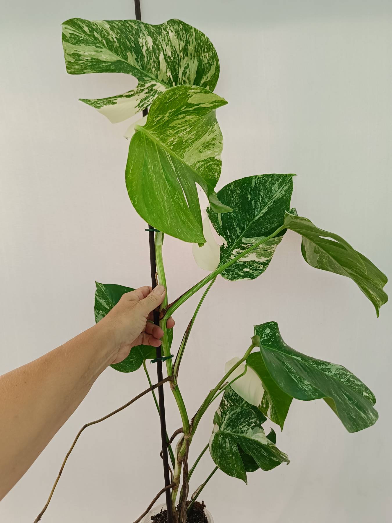 Monstera Albo Variegata