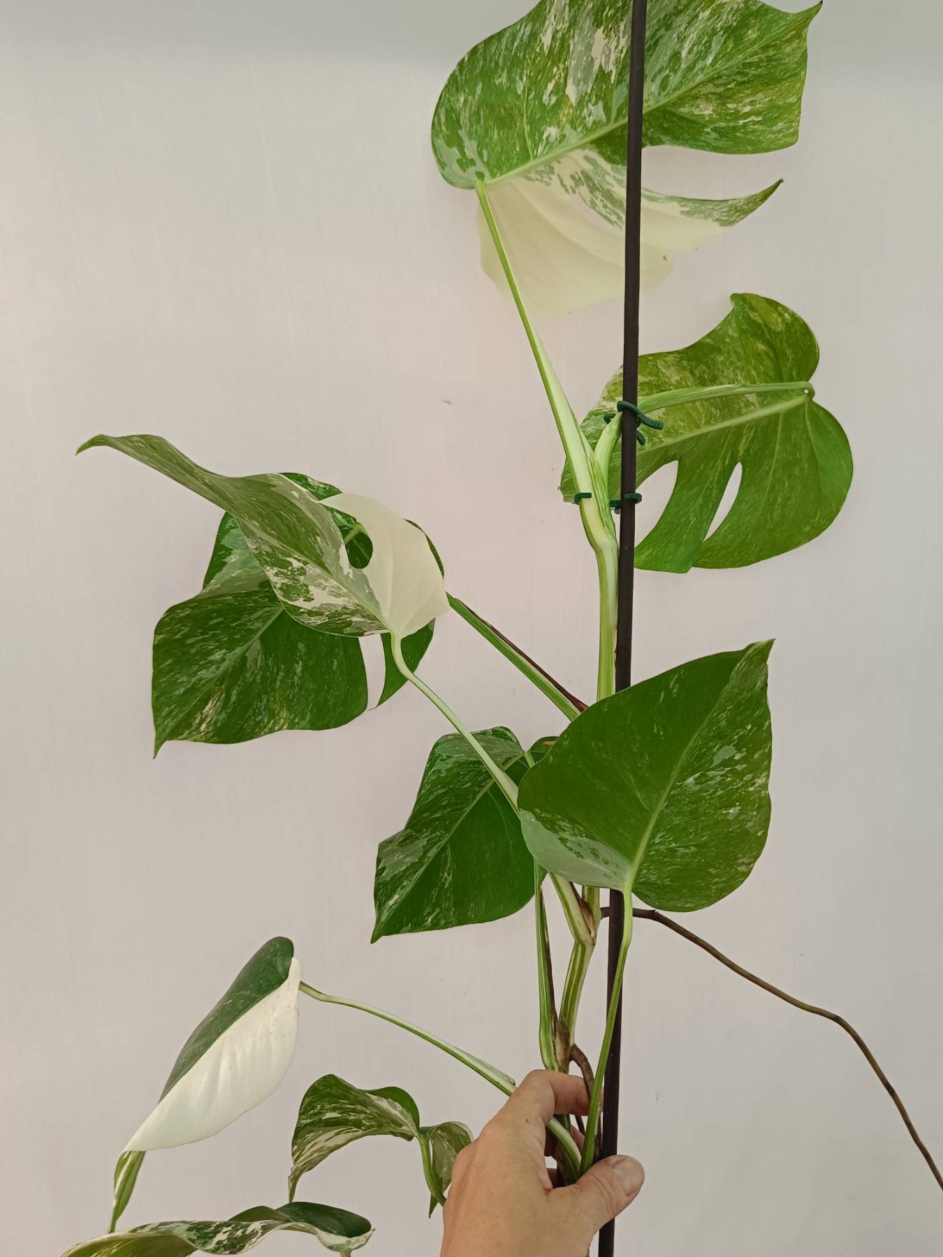 Monstera Albo Variegata