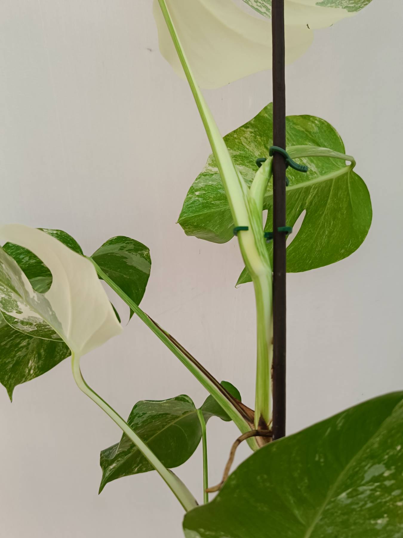 Monstera Albo Variegata