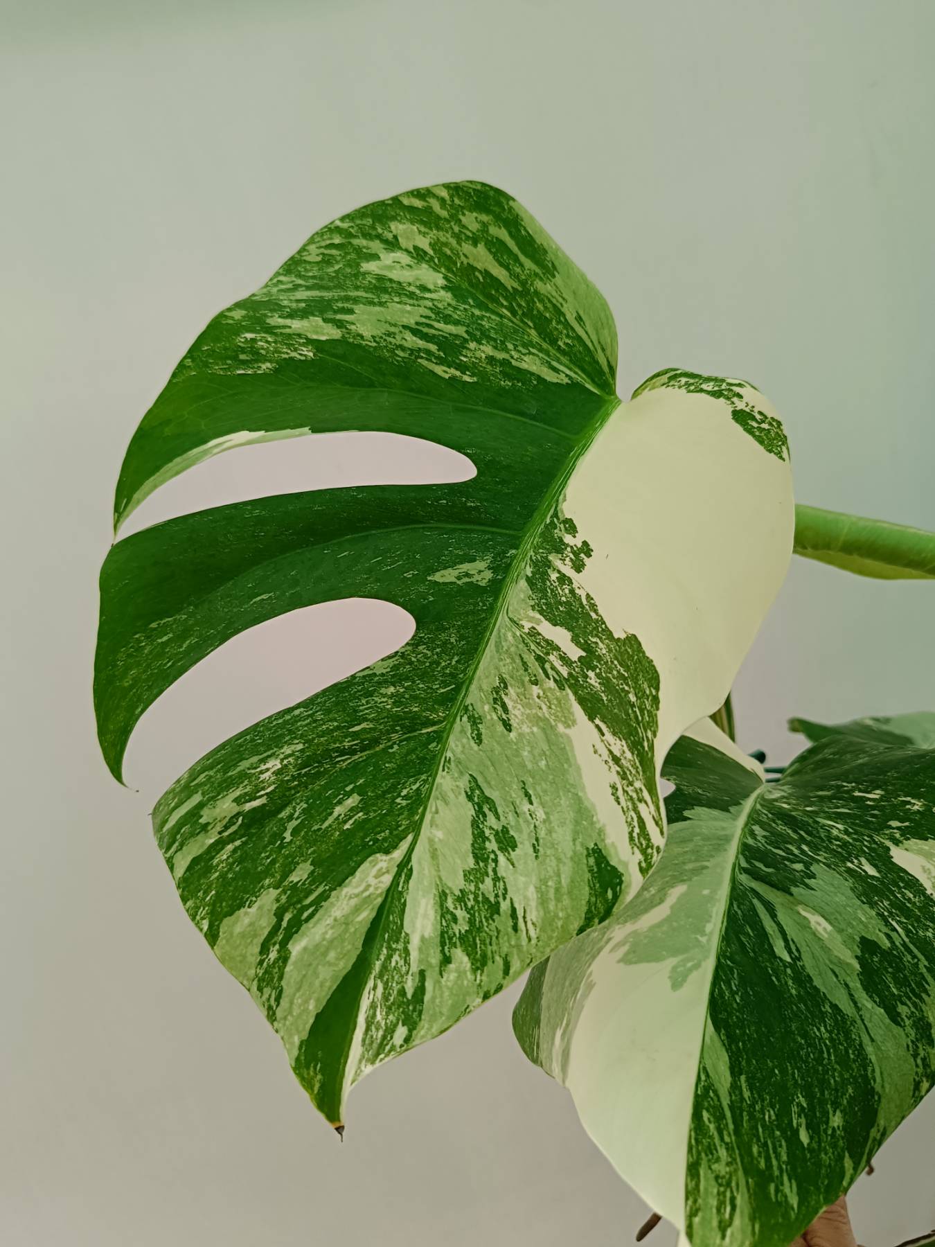 Monstera Albo Variegata