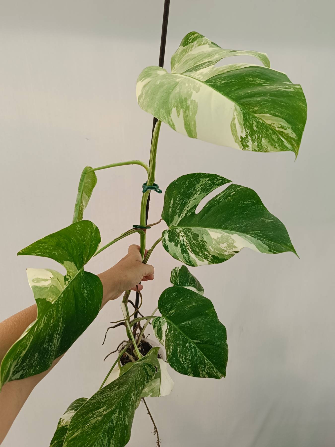 Monstera Albo Variegata