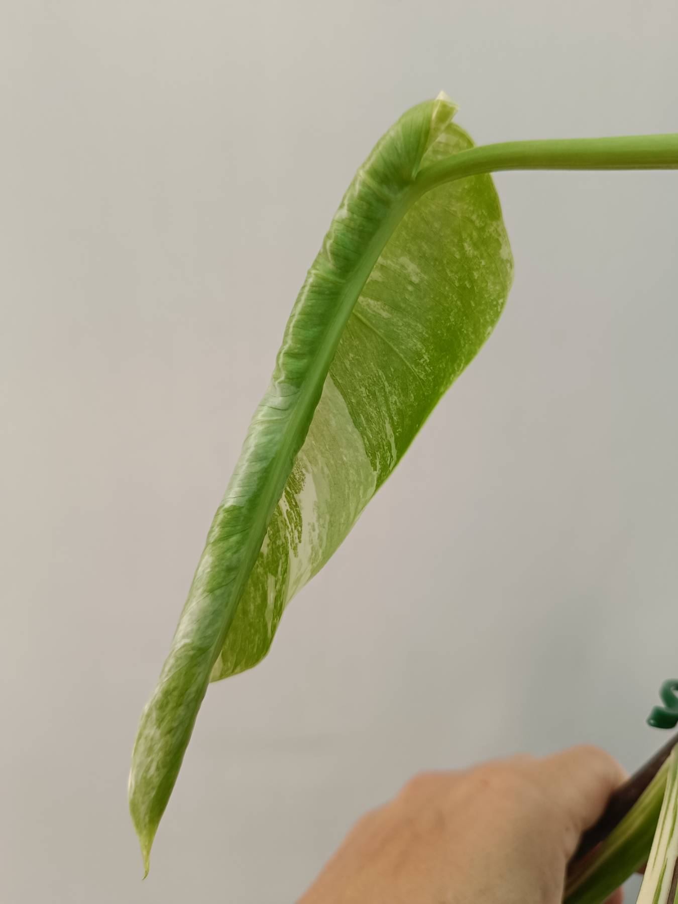 Monstera Albo Variegata