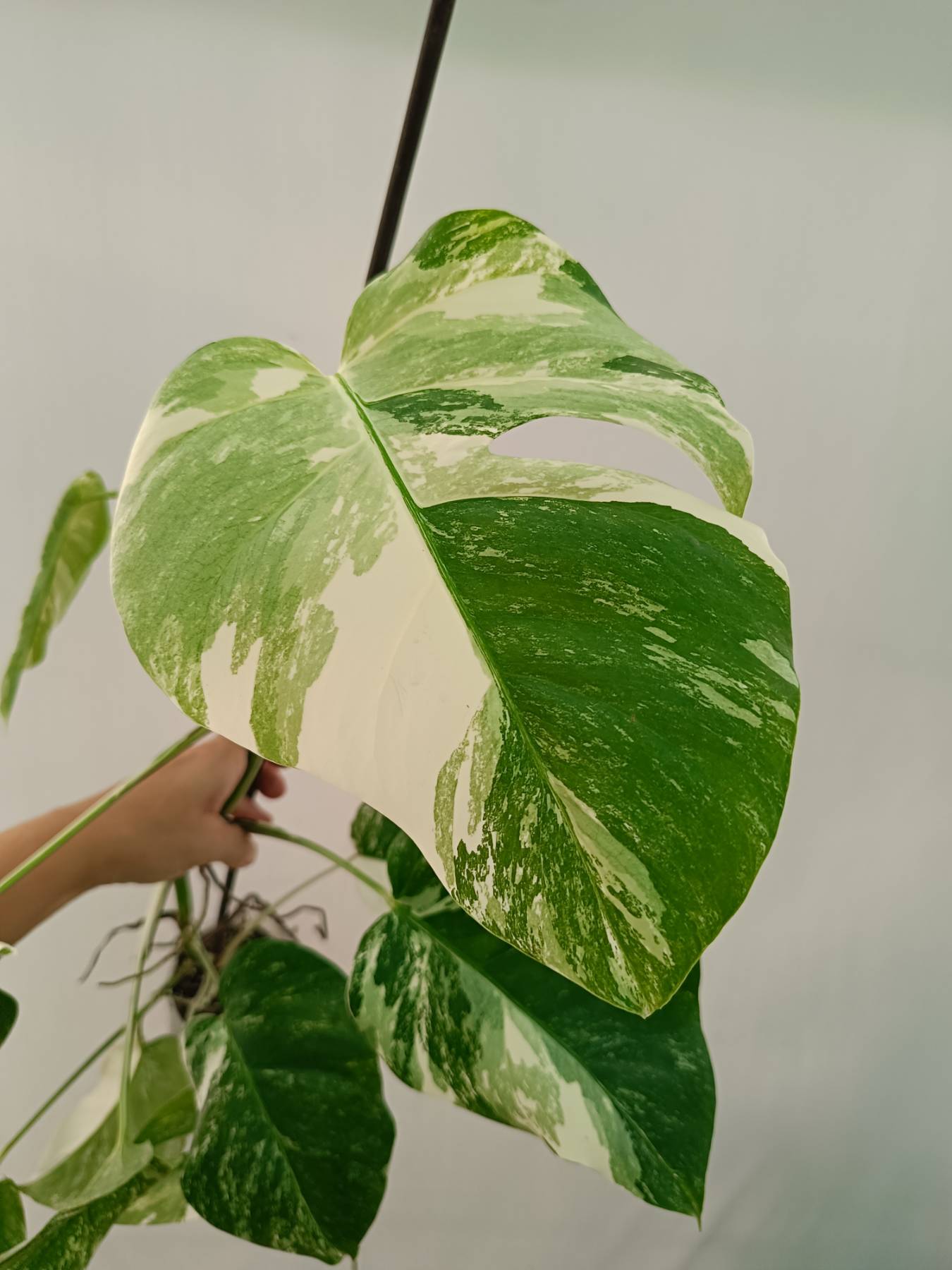 Monstera Albo Variegata