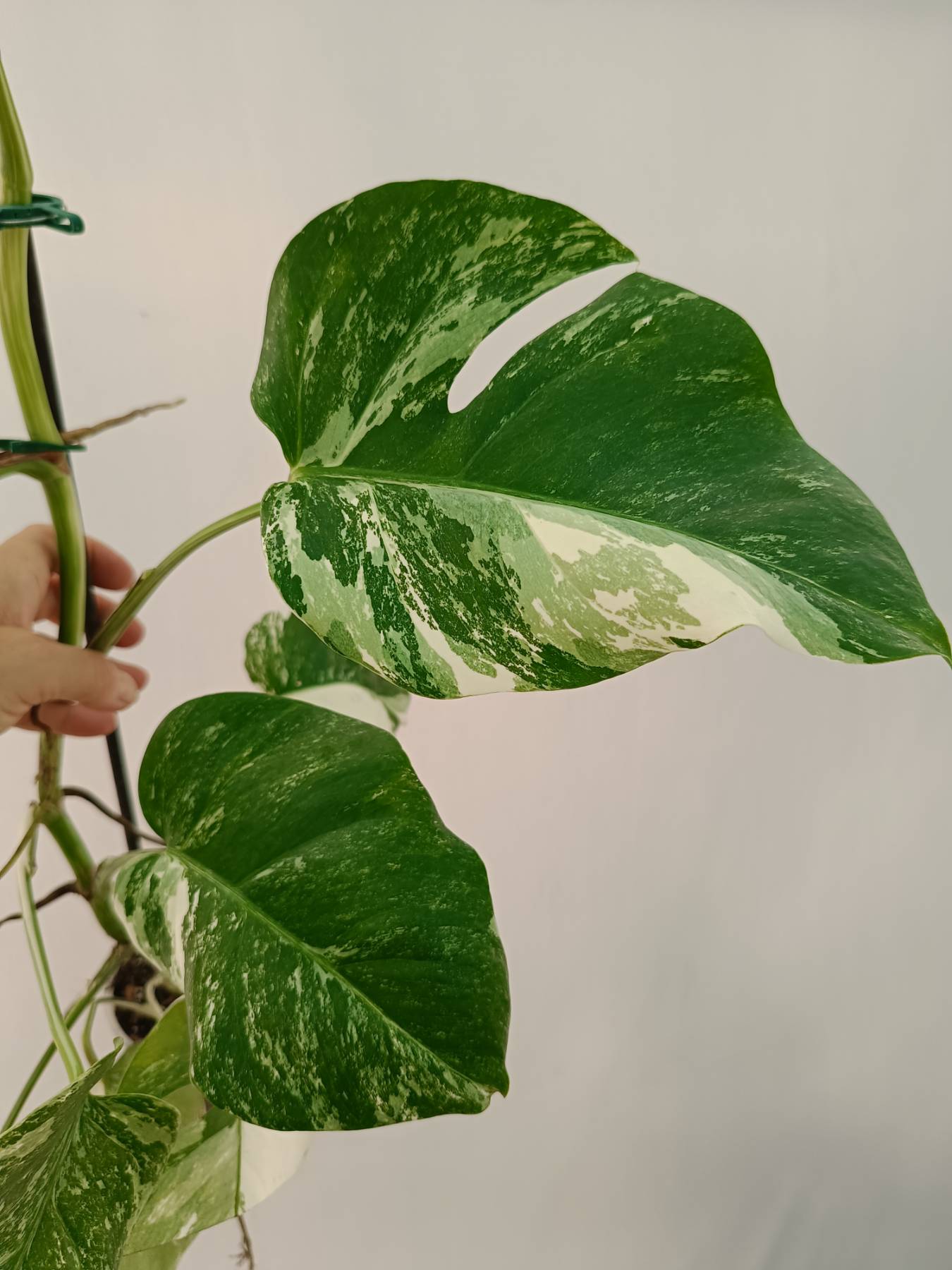 Monstera Albo Variegata
