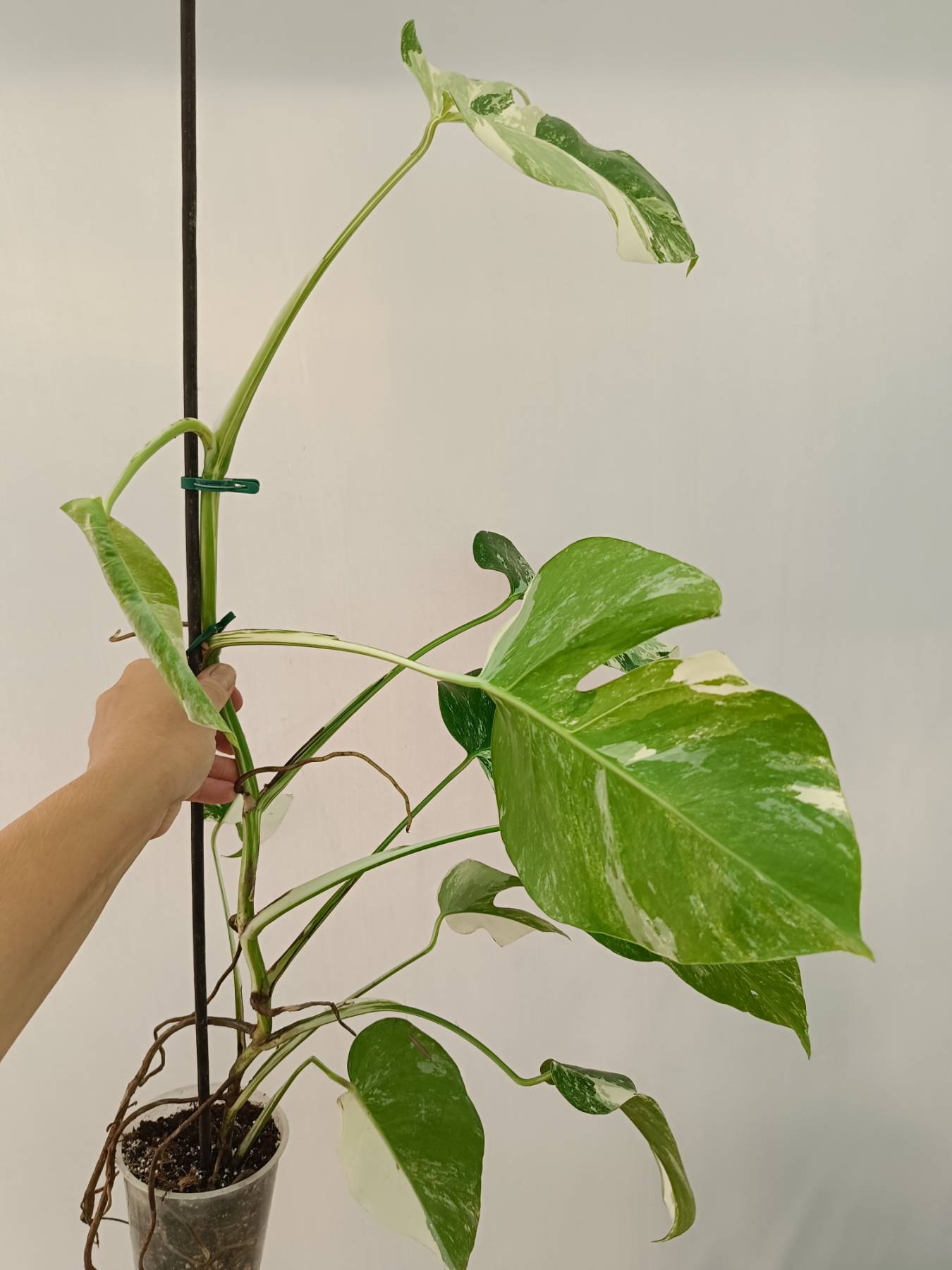 Monstera Albo Variegata