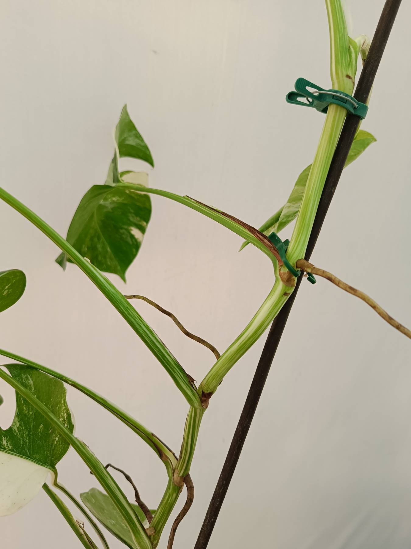 Monstera Albo Variegata