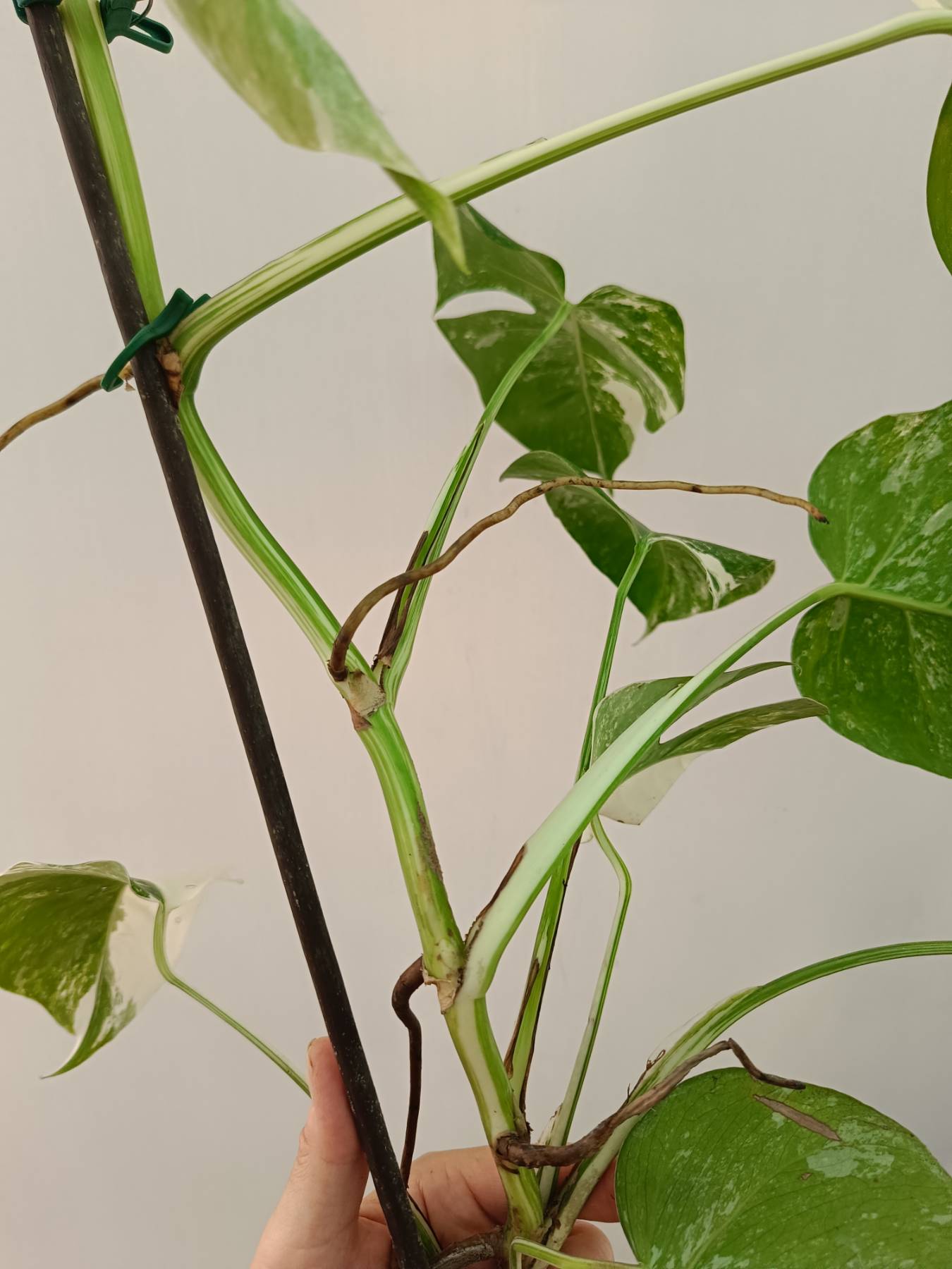 Monstera Albo Variegata