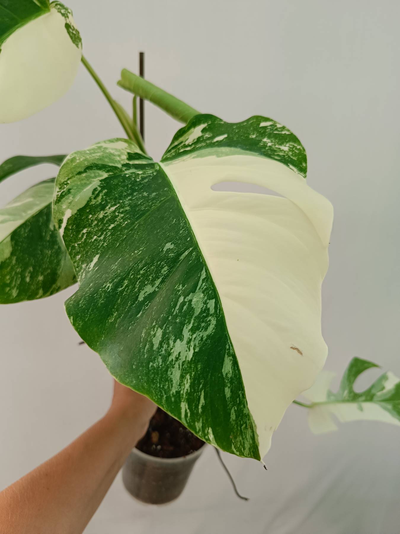 Monstera Albo Variegata