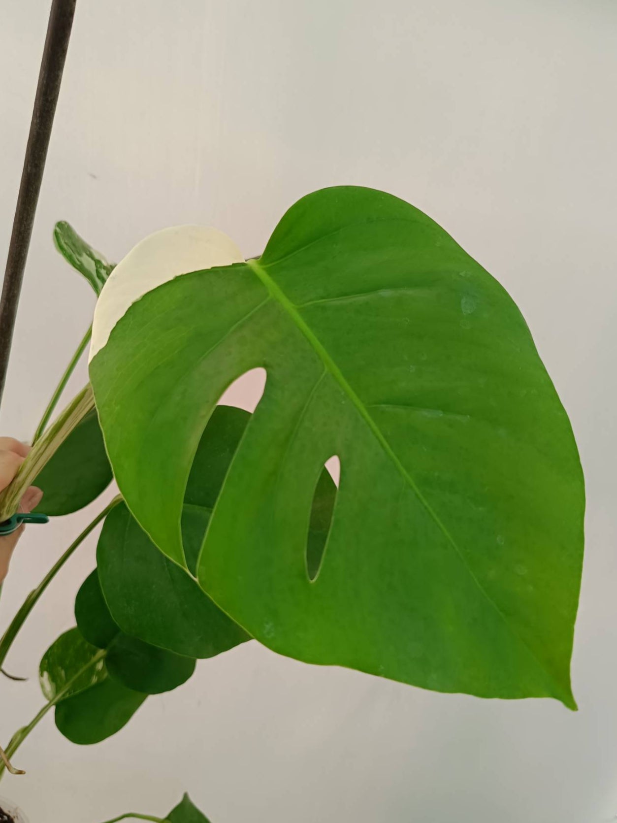 Monstera Albo Variegata