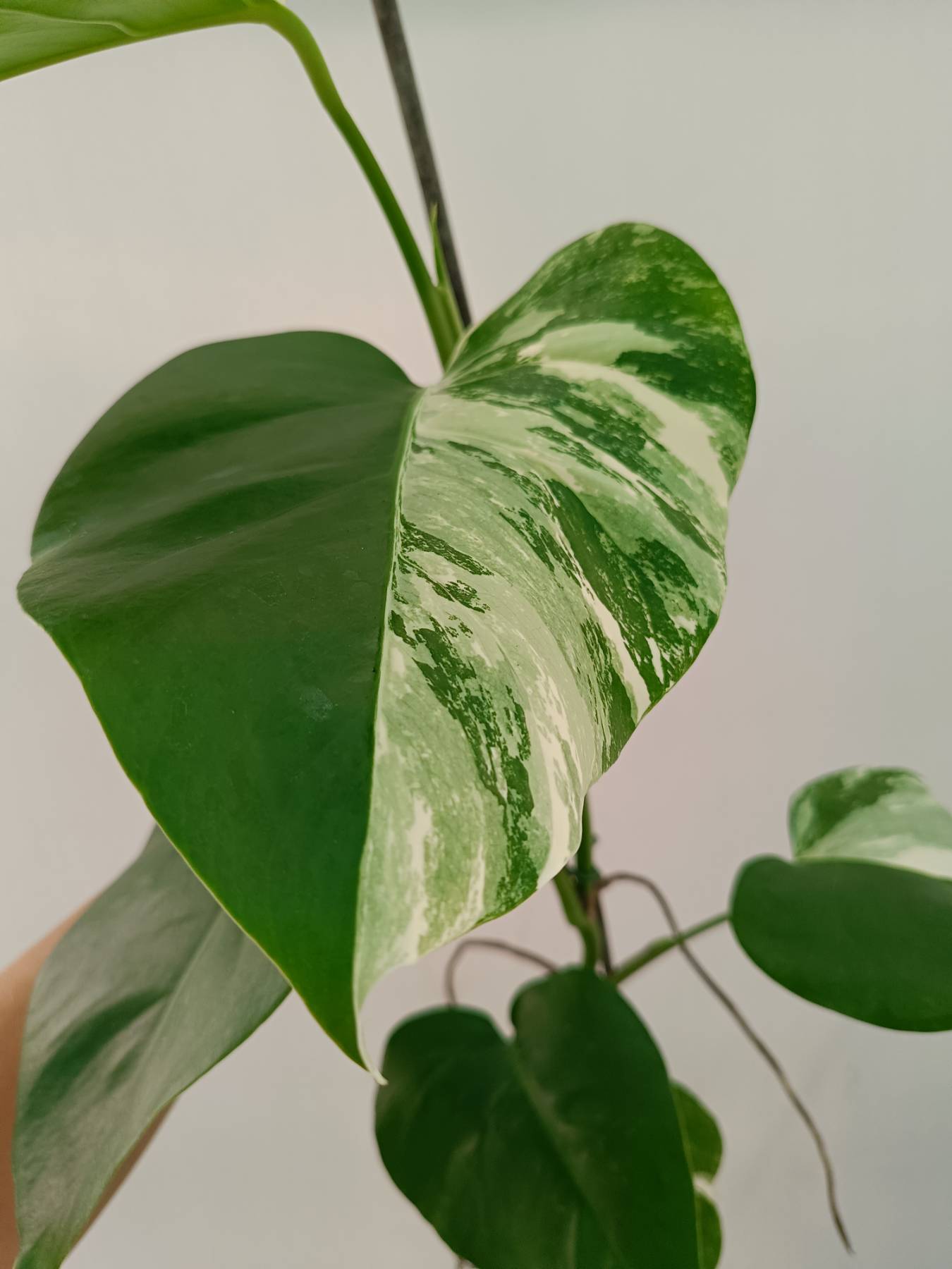 Monstera Albo Variegata