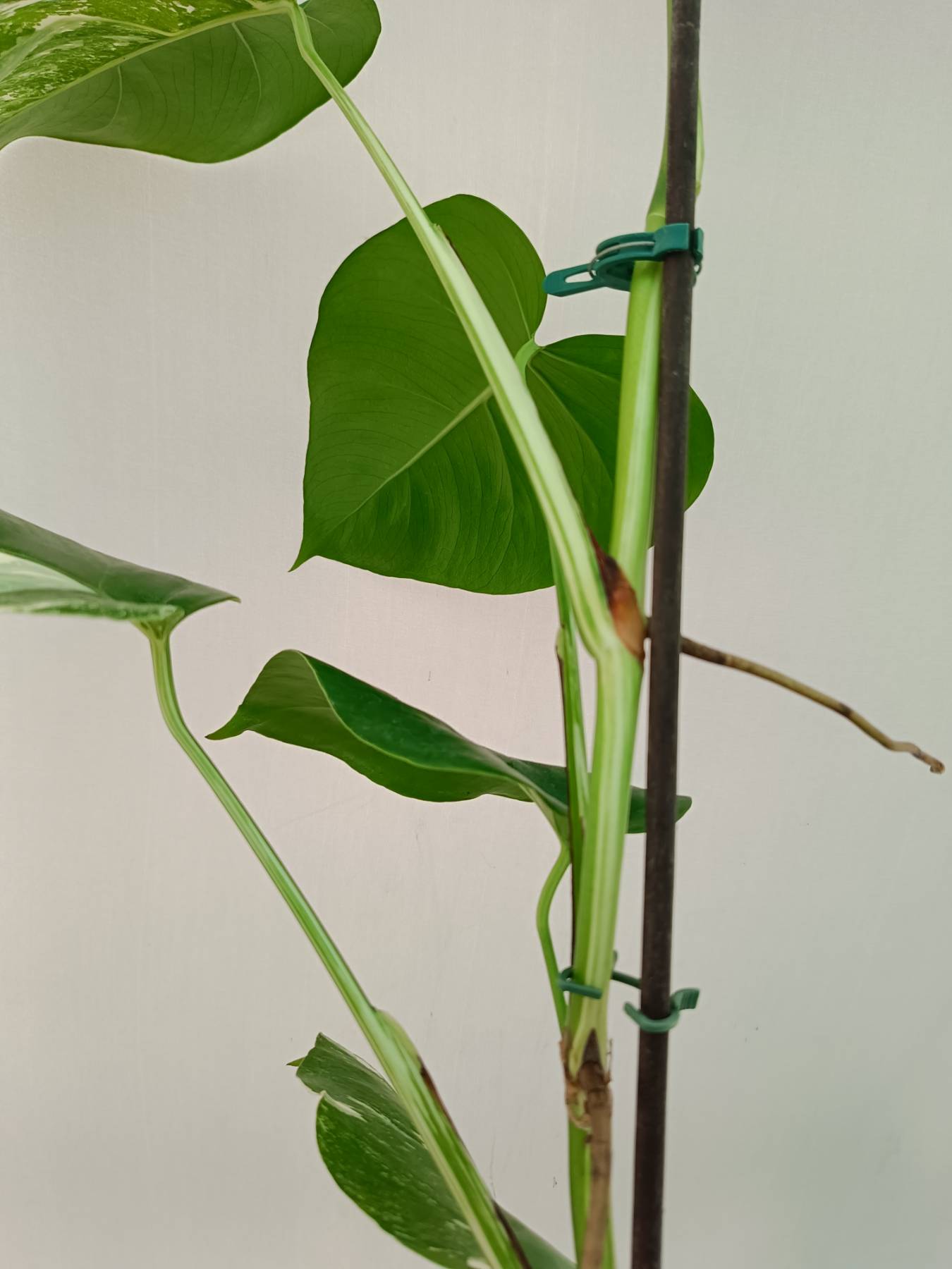 Monstera Albo Variegata