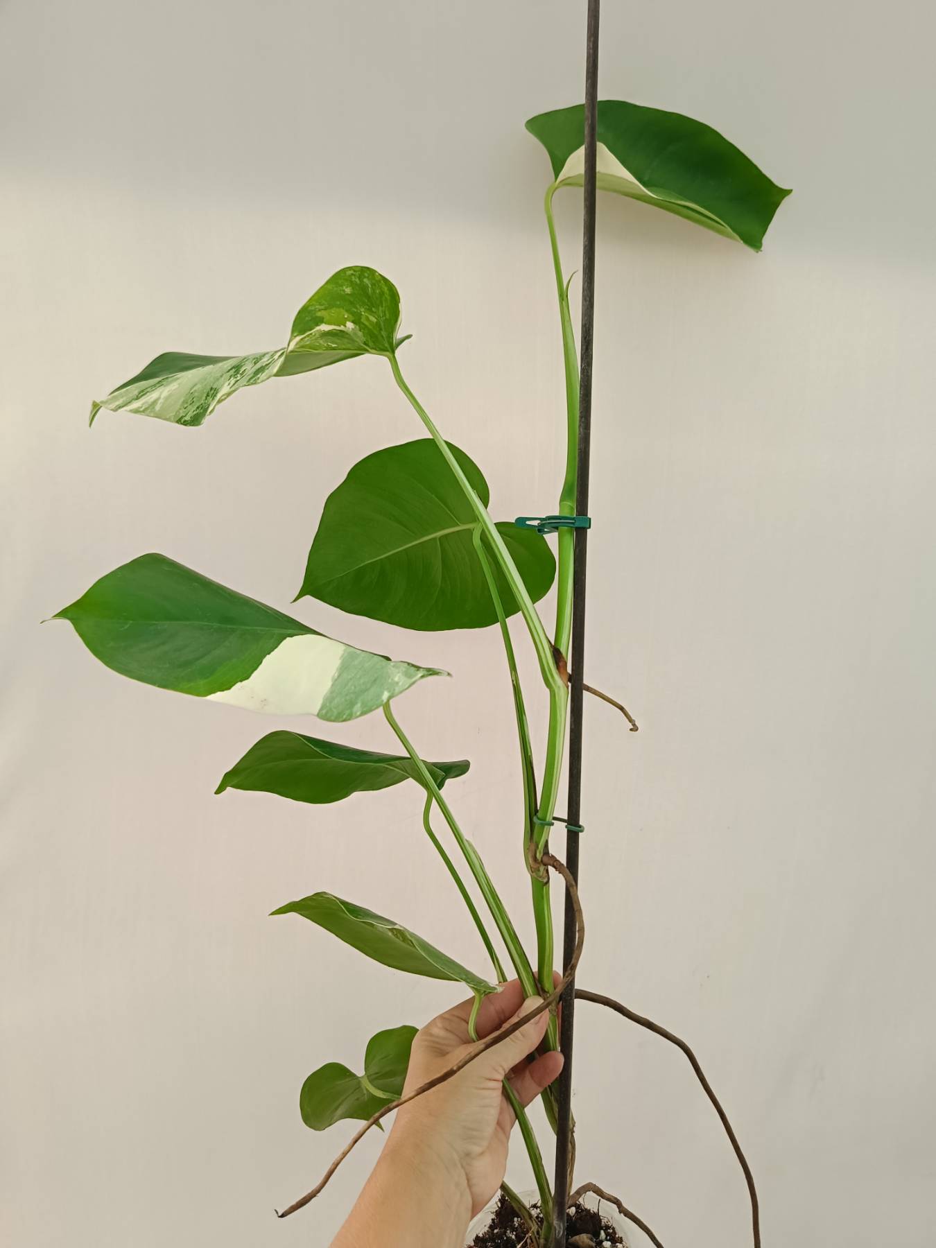 Monstera Albo Variegata