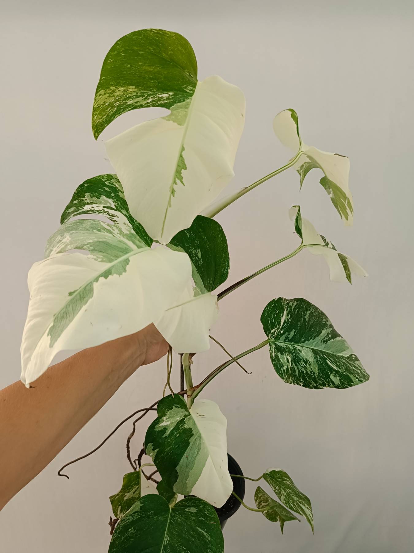 Monstera Albo Variegata