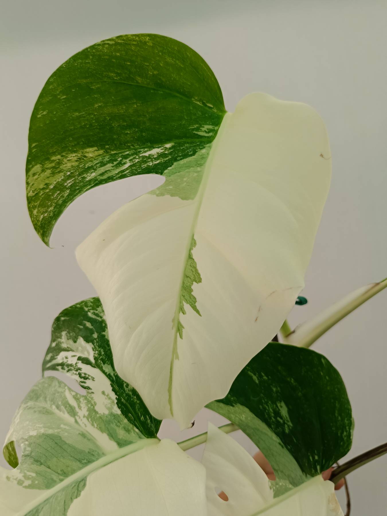 Monstera Albo Variegata