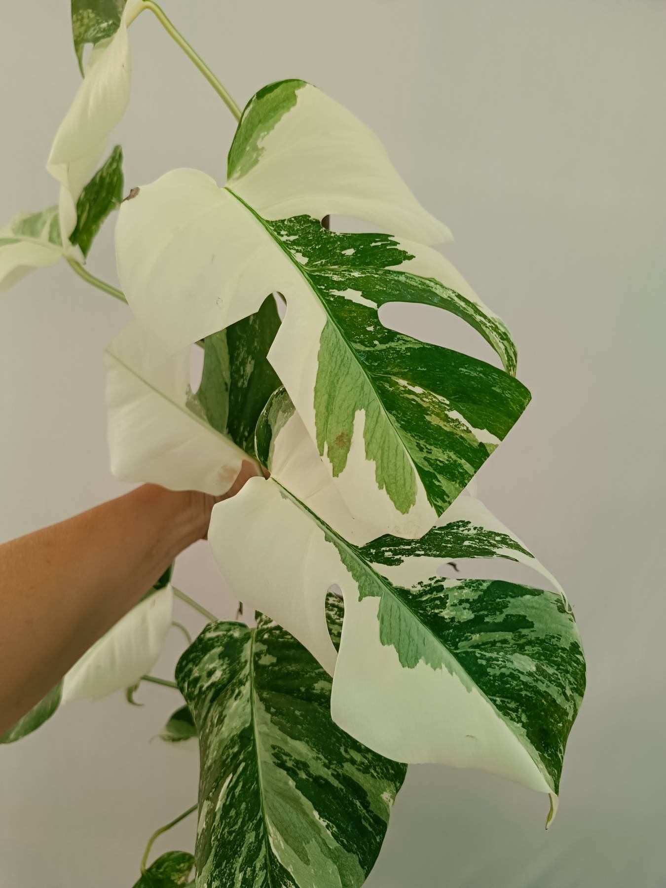 Monstera Albo Variegata