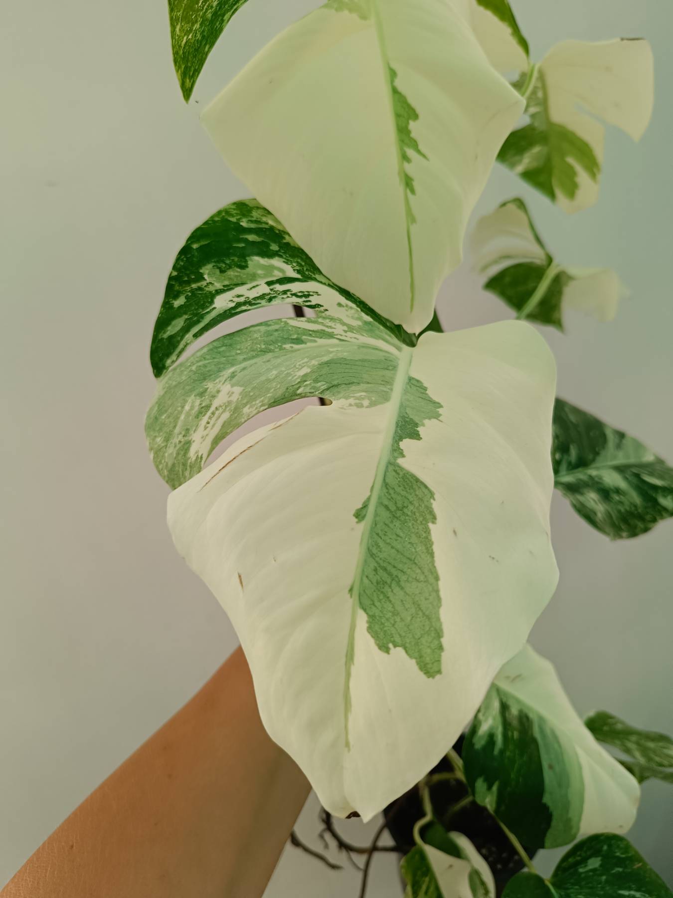 Monstera Albo Variegata