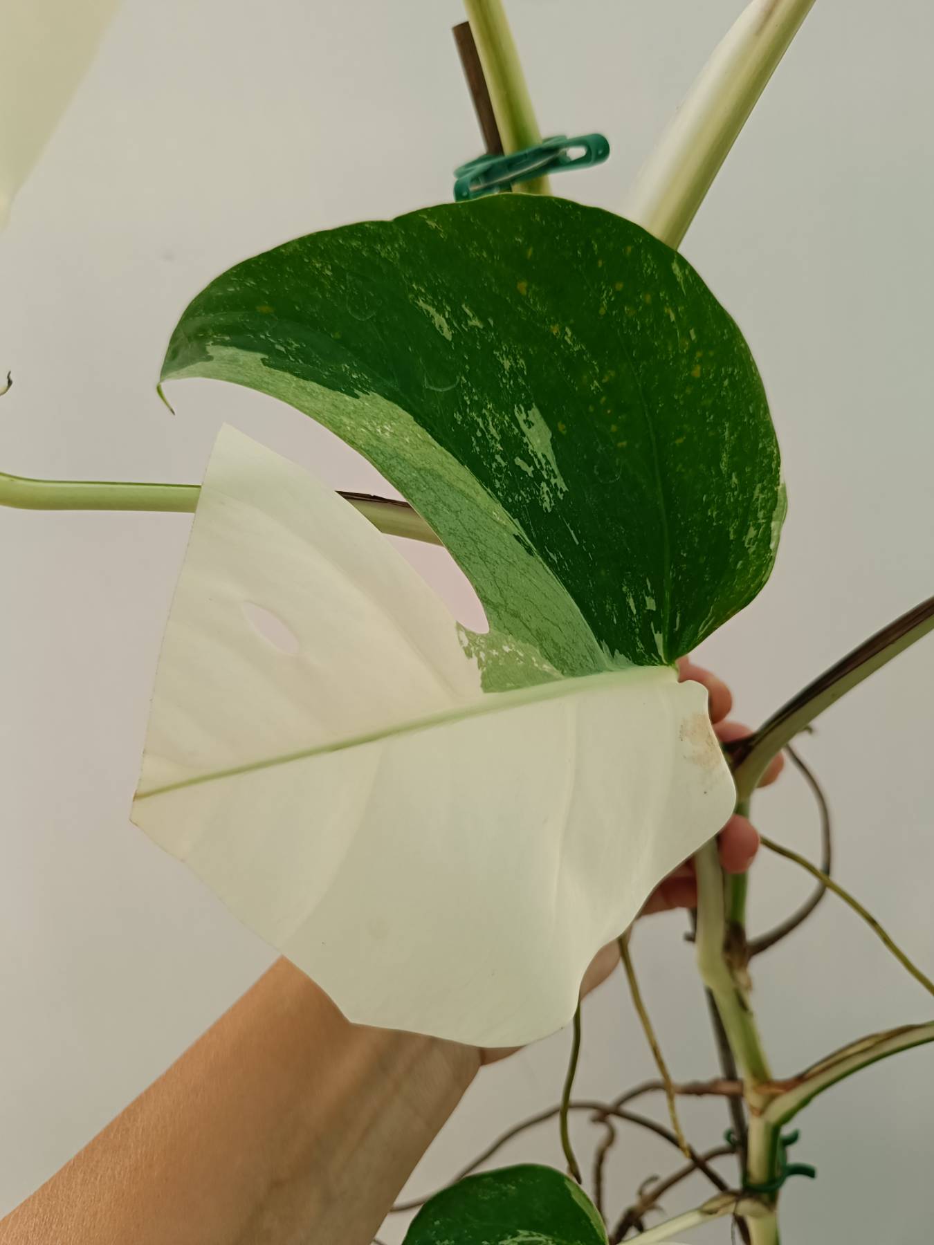 Monstera Albo Variegata