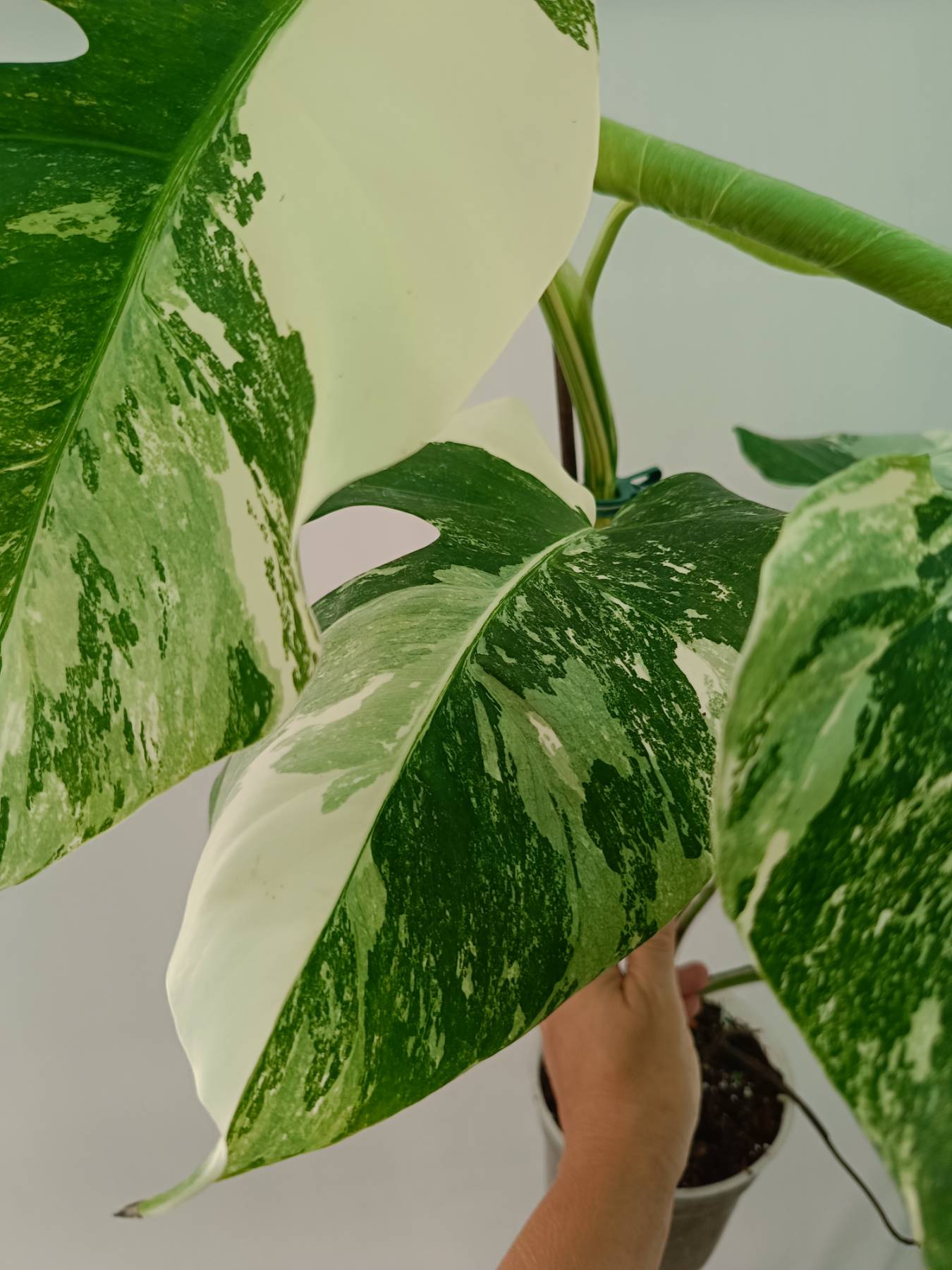 Monstera Albo Variegata