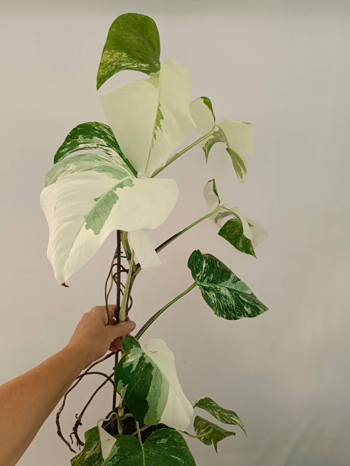 Monstera Albo Variegata