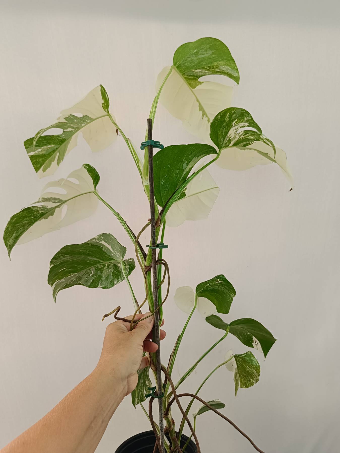 Monstera Albo Variegata