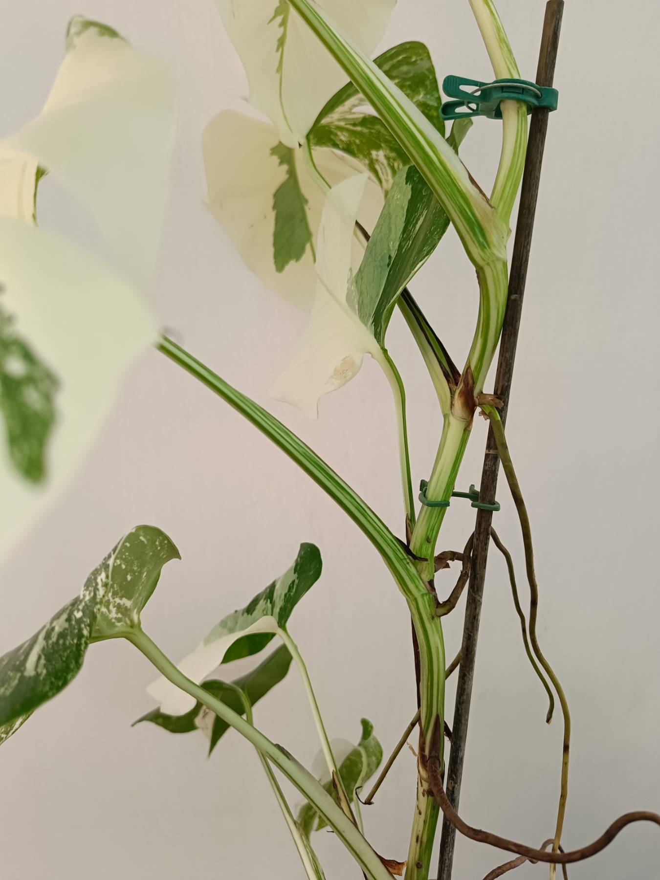 Monstera Albo Variegata