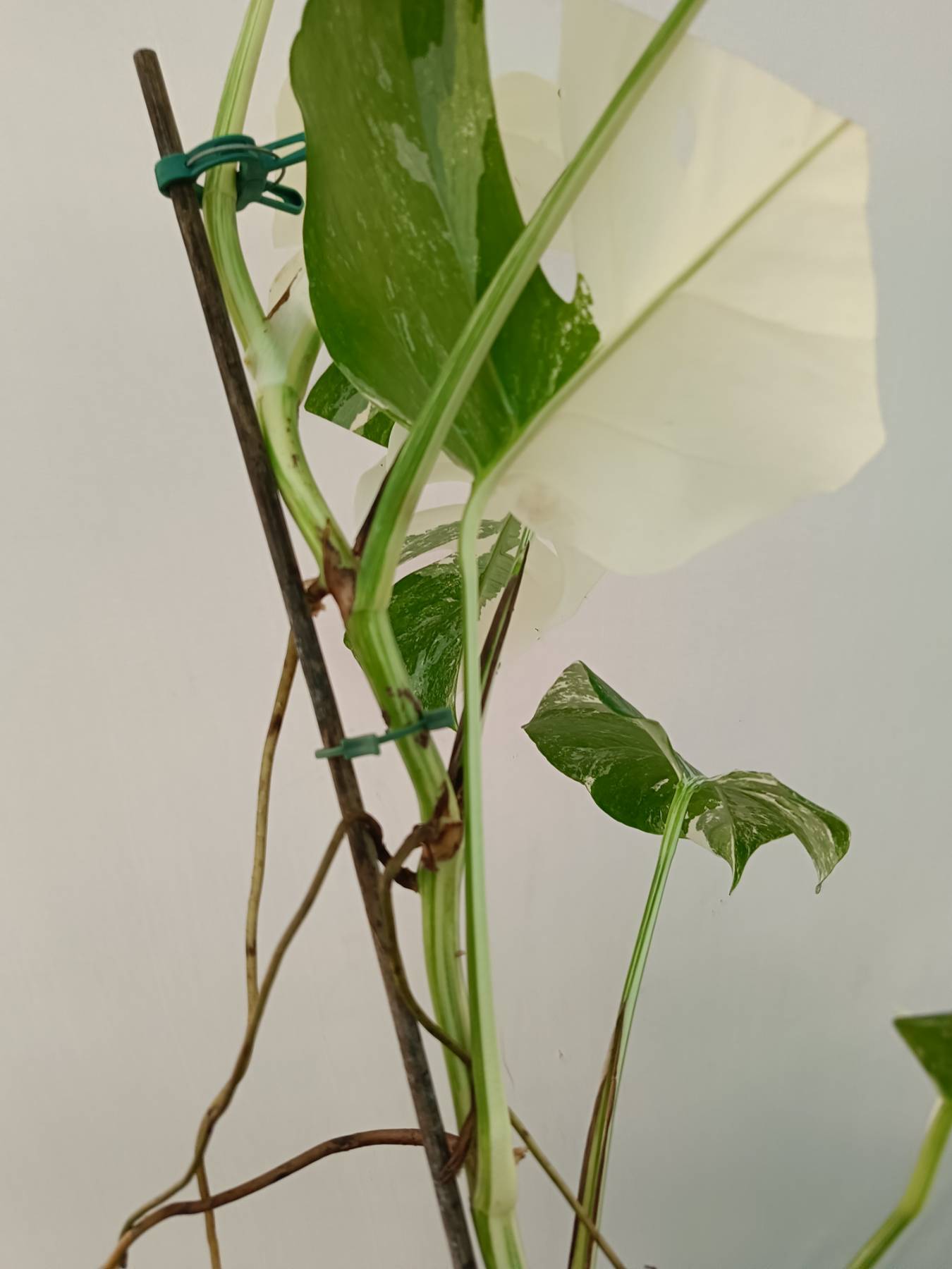 Monstera Albo Variegata