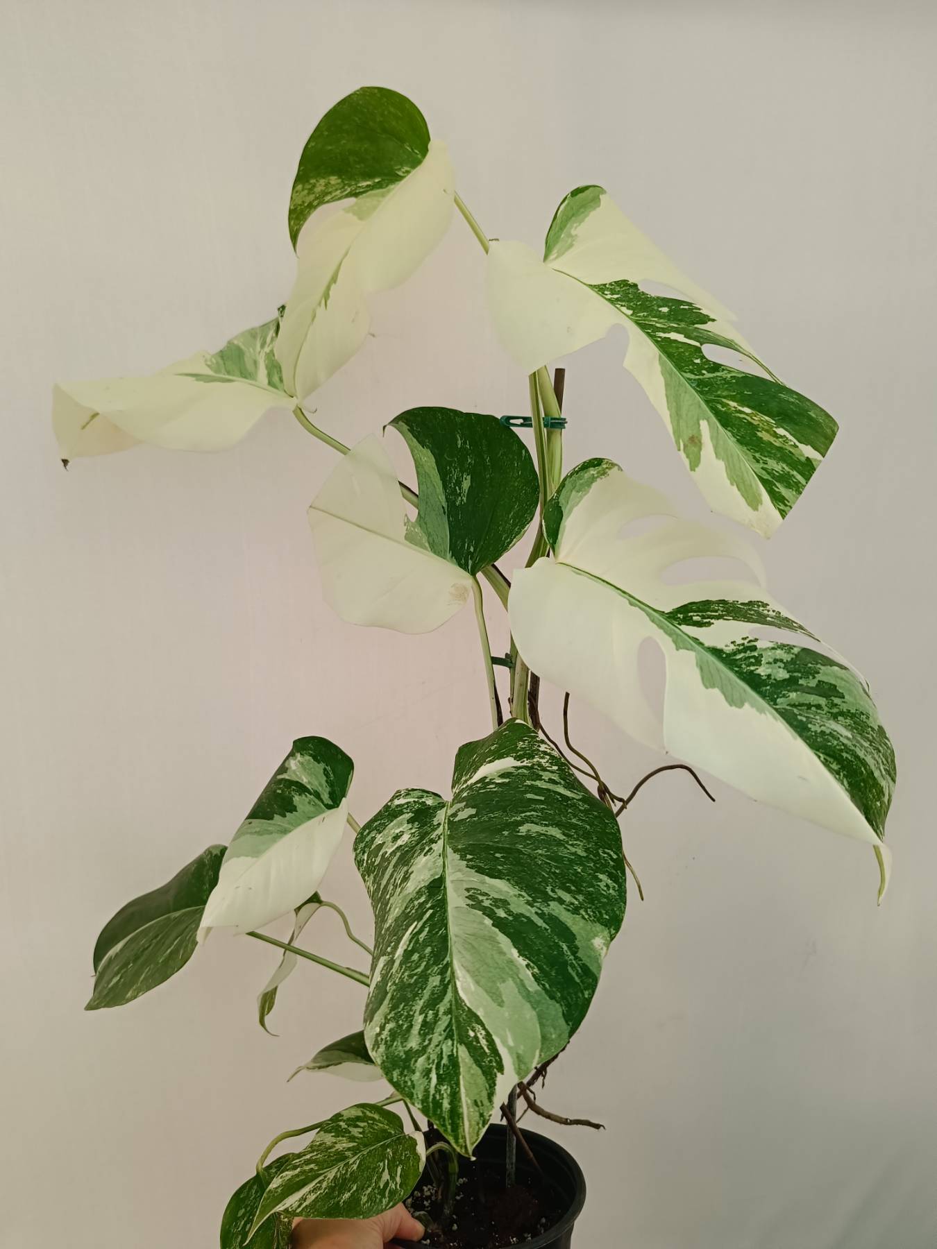 Monstera Albo Variegata