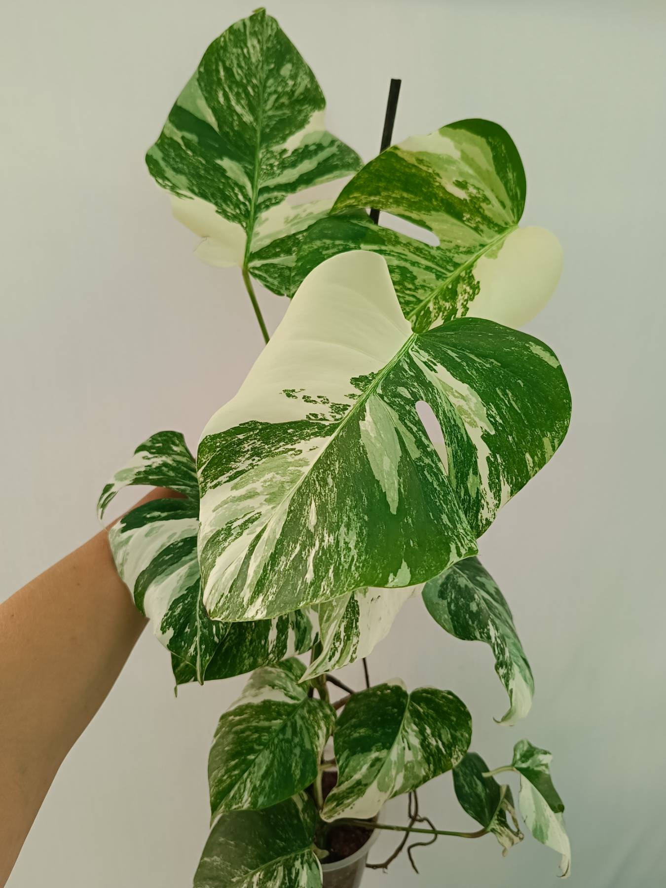 Monstera Albo Variegata