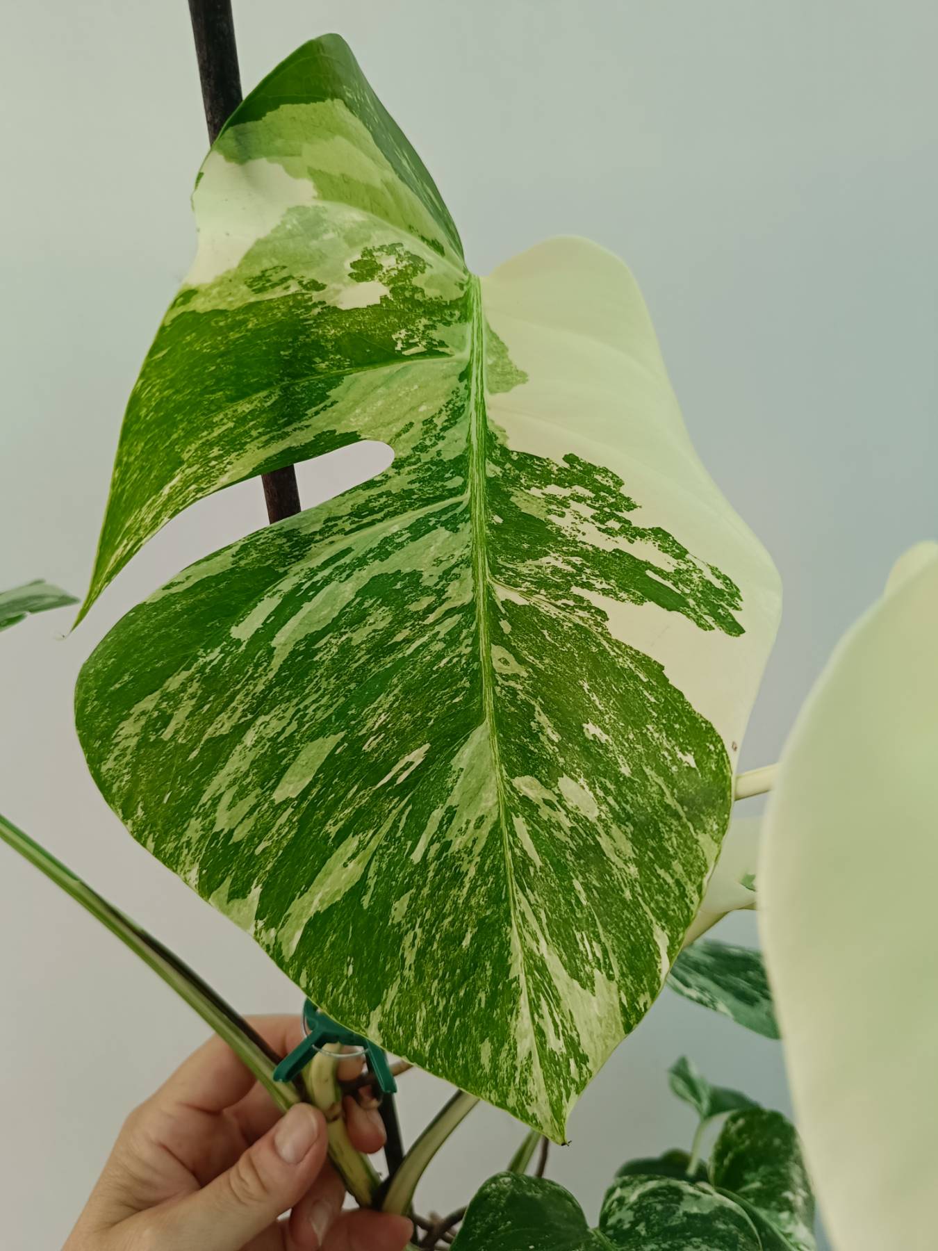 Monstera Albo Variegata