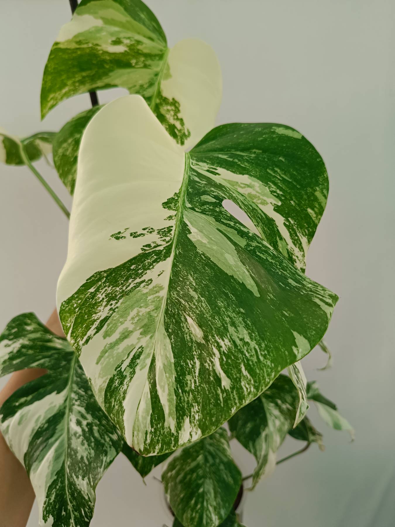 Monstera Albo Variegata