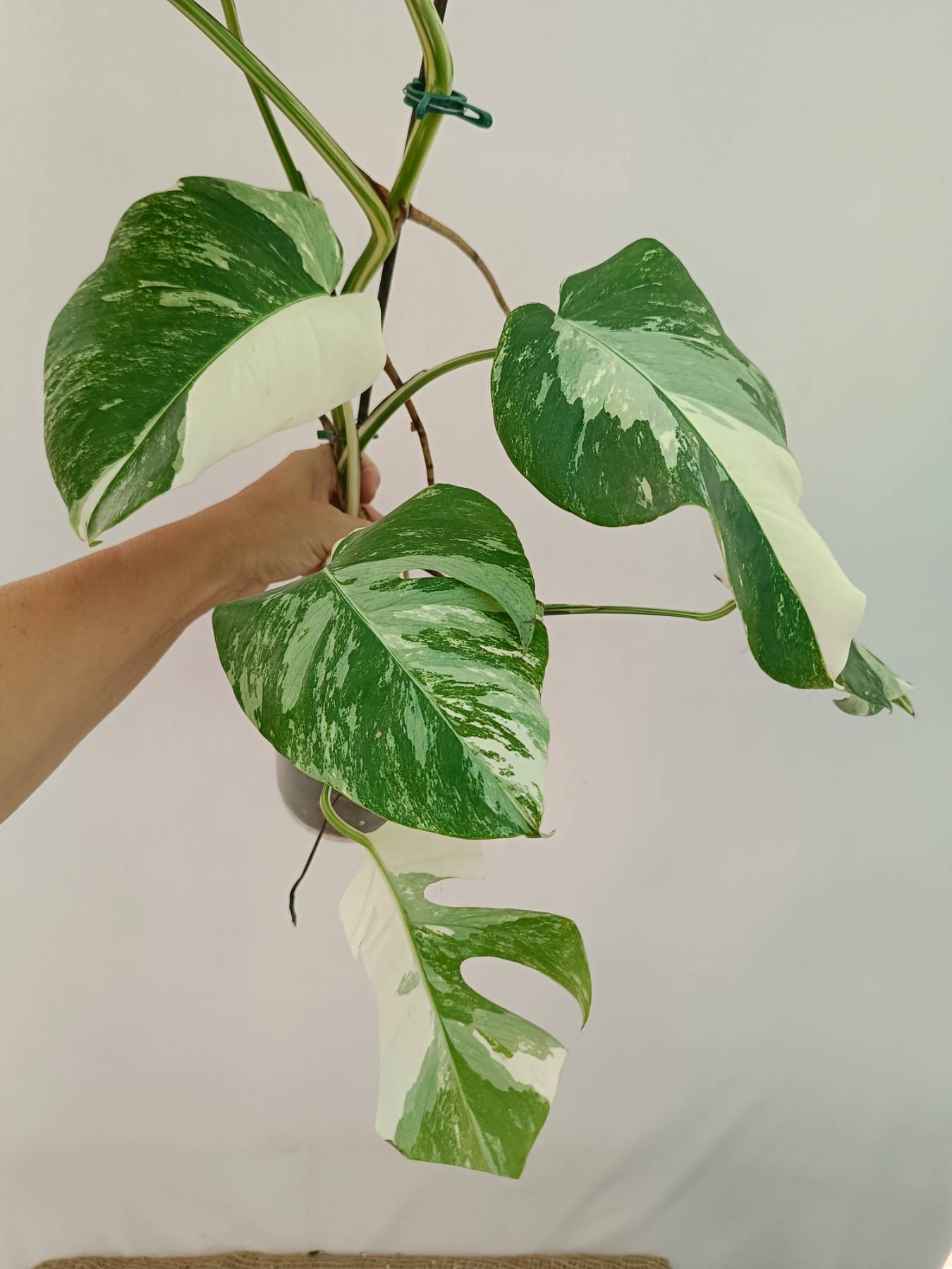 Monstera Albo Variegata